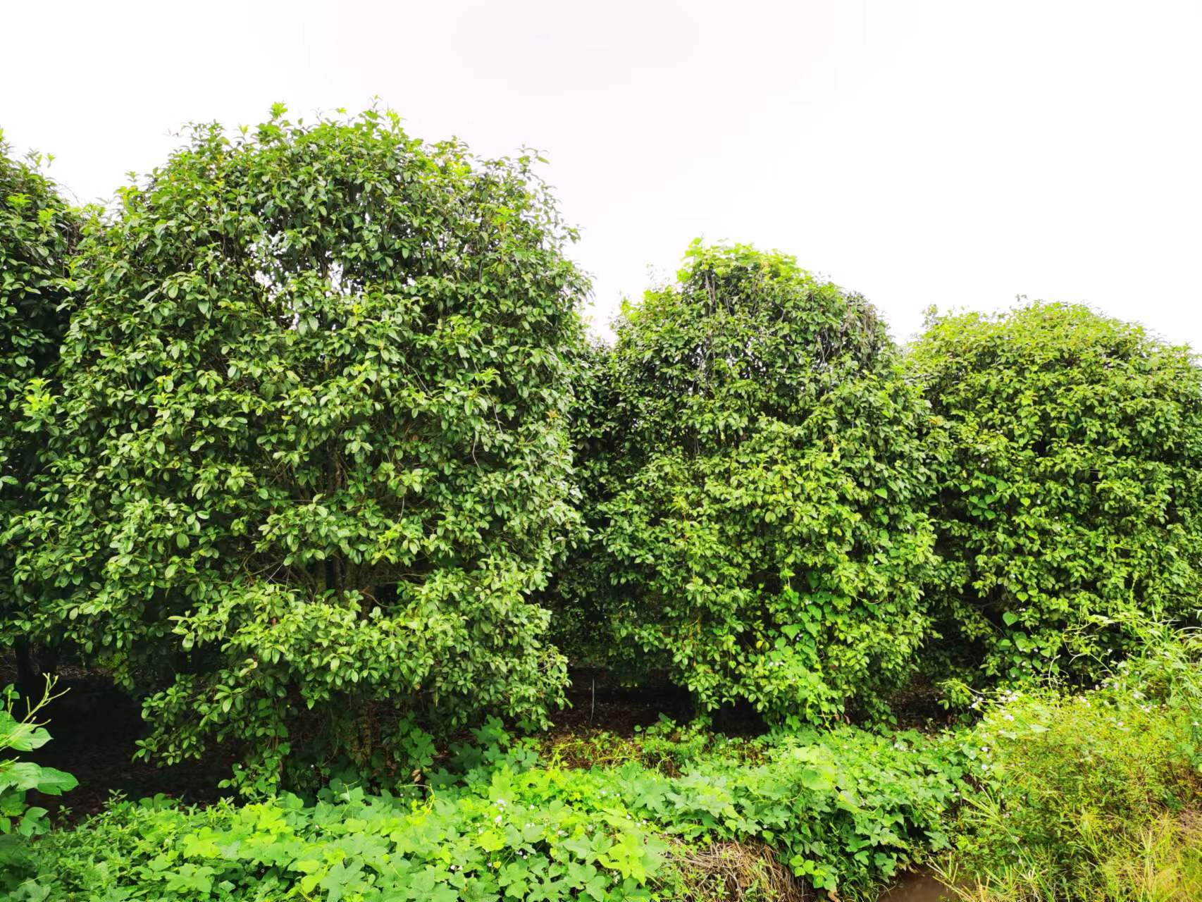 我们将尽力为您提供方便和服务,本站全体员工将坚