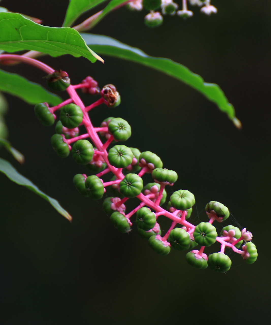 上世纪30年代被当成药用植物引入栽培,后在我国多省逸生,垂序商陆逐渐