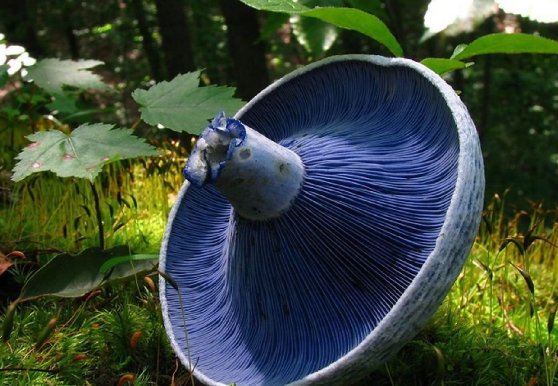 这种漂亮的蓝色蘑菇叫做蓝绿乳菇(学名lactarius indigo),又名靛蓝乳