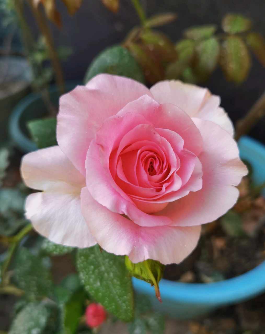 给大家推荐一款很值得养的品种——洛神,它号称月季界的"钻石",看这几