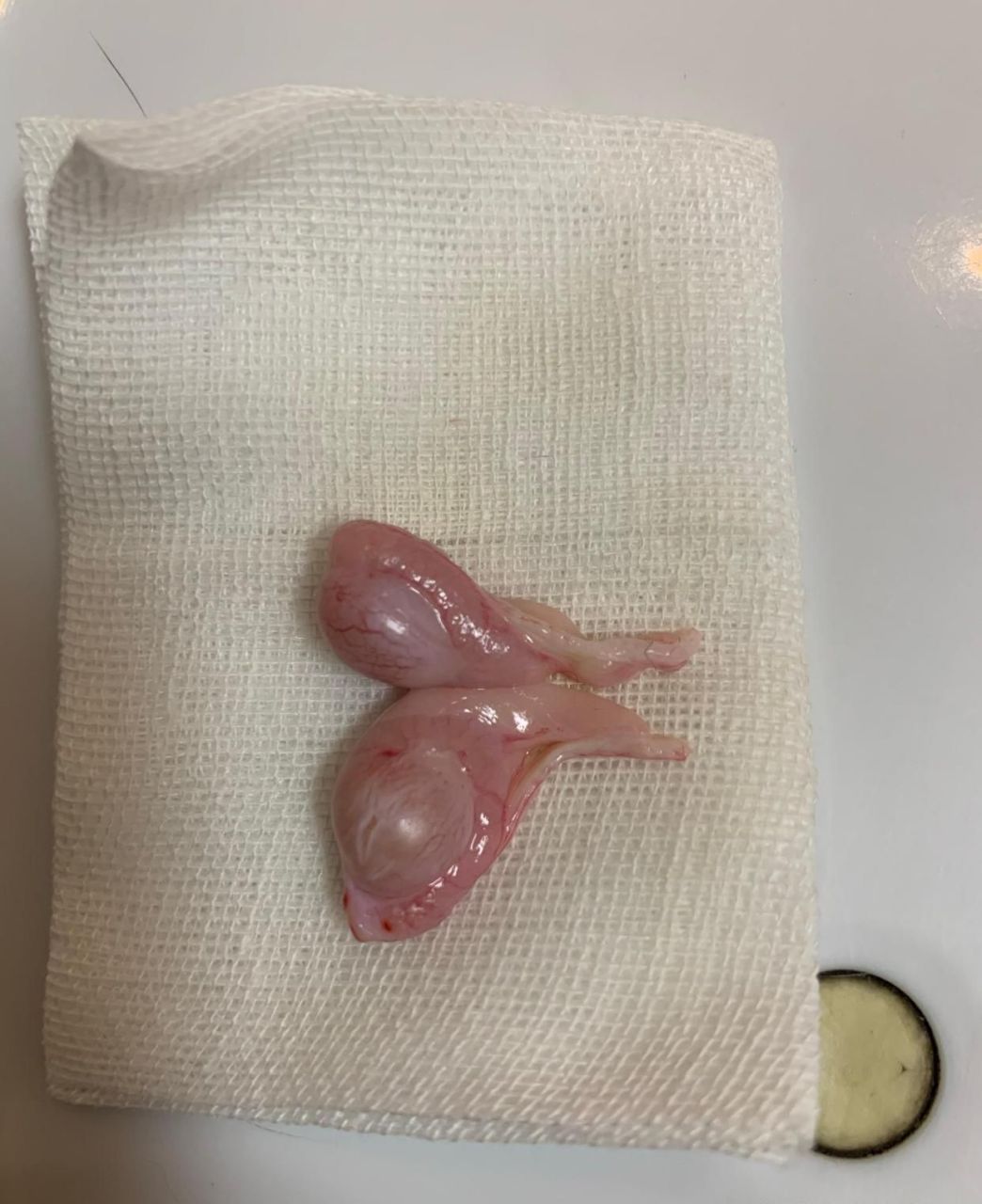 公猫的去势手术,看看那无辜的小眼神