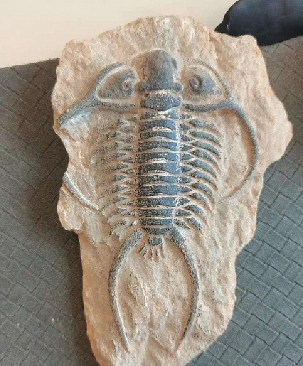 路边捡的,这是什么化石,值钱吗?