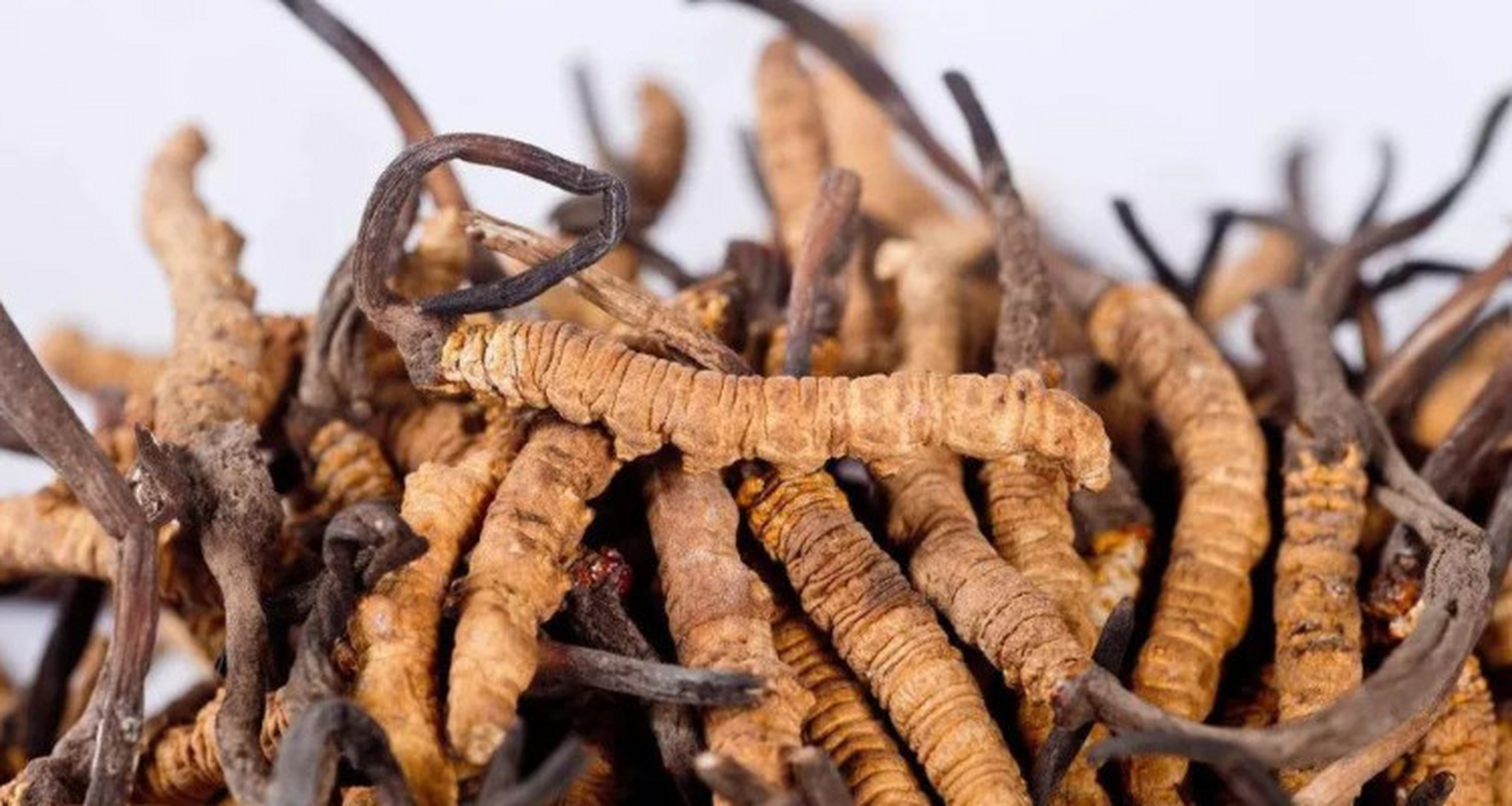 冬虫夏草是虫还是草  冬虫夏草既不是真正的虫类,也不是普通的草本