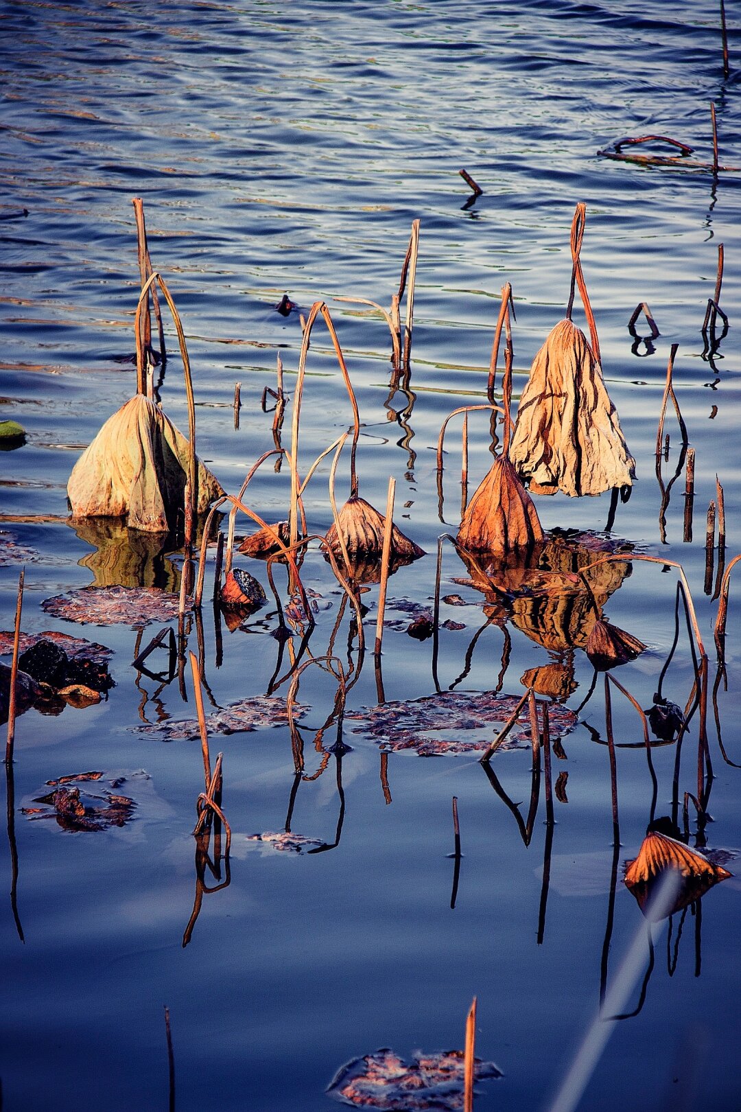 枯萎的荷叶虽然失去了色彩,但在残光中却更加透明.