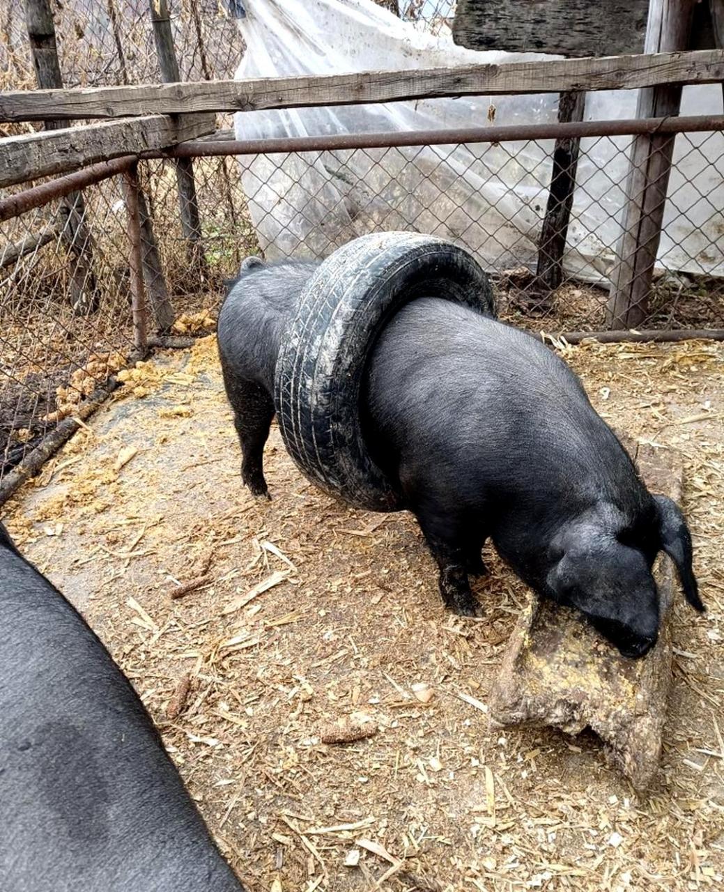 我家的黑猪每天都会锻炼身体,这是有图为证的!