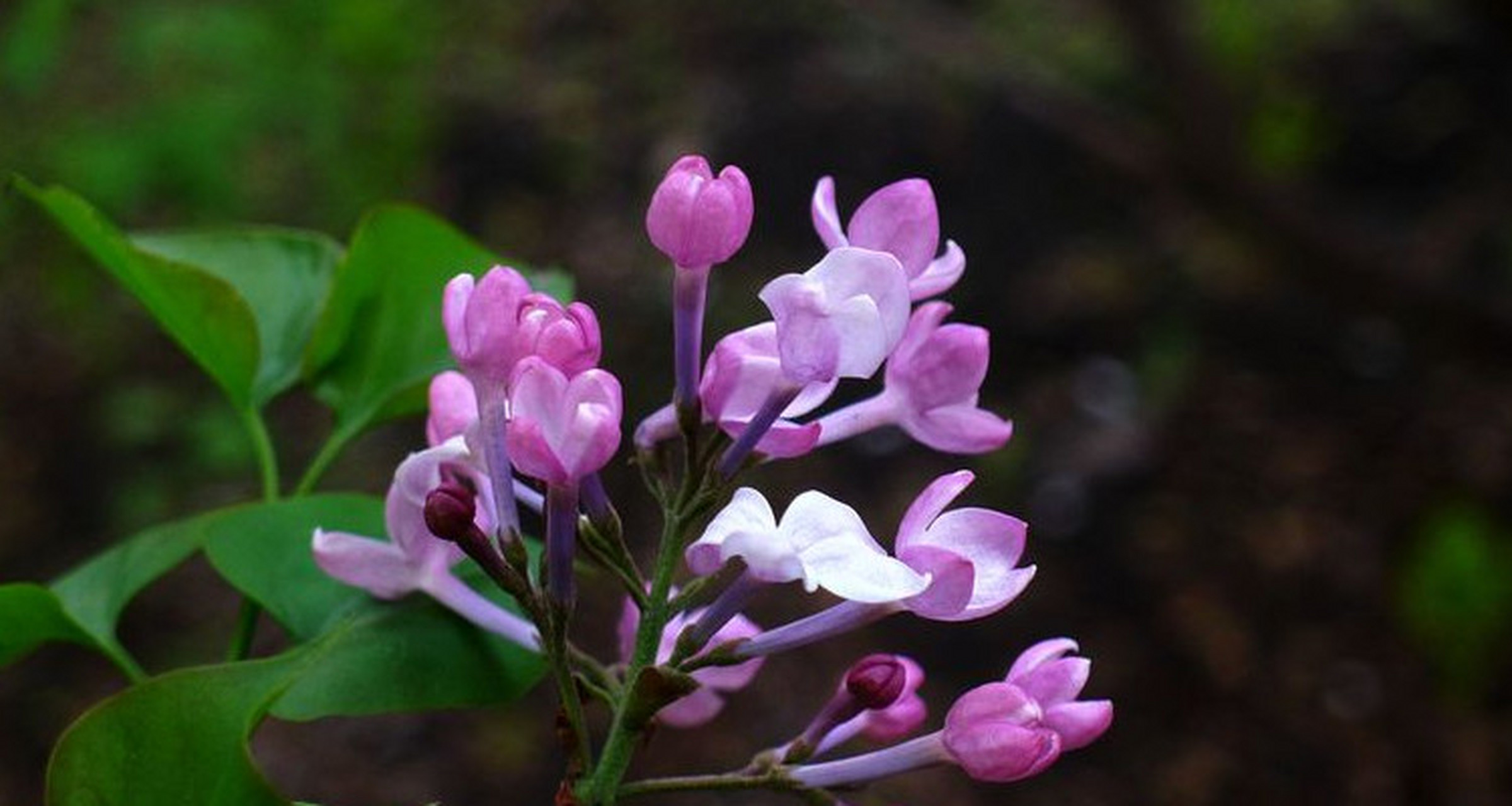 什么是丁香花  94丁香花是木犀科的一种植物,因花筒细长,形状像钉子