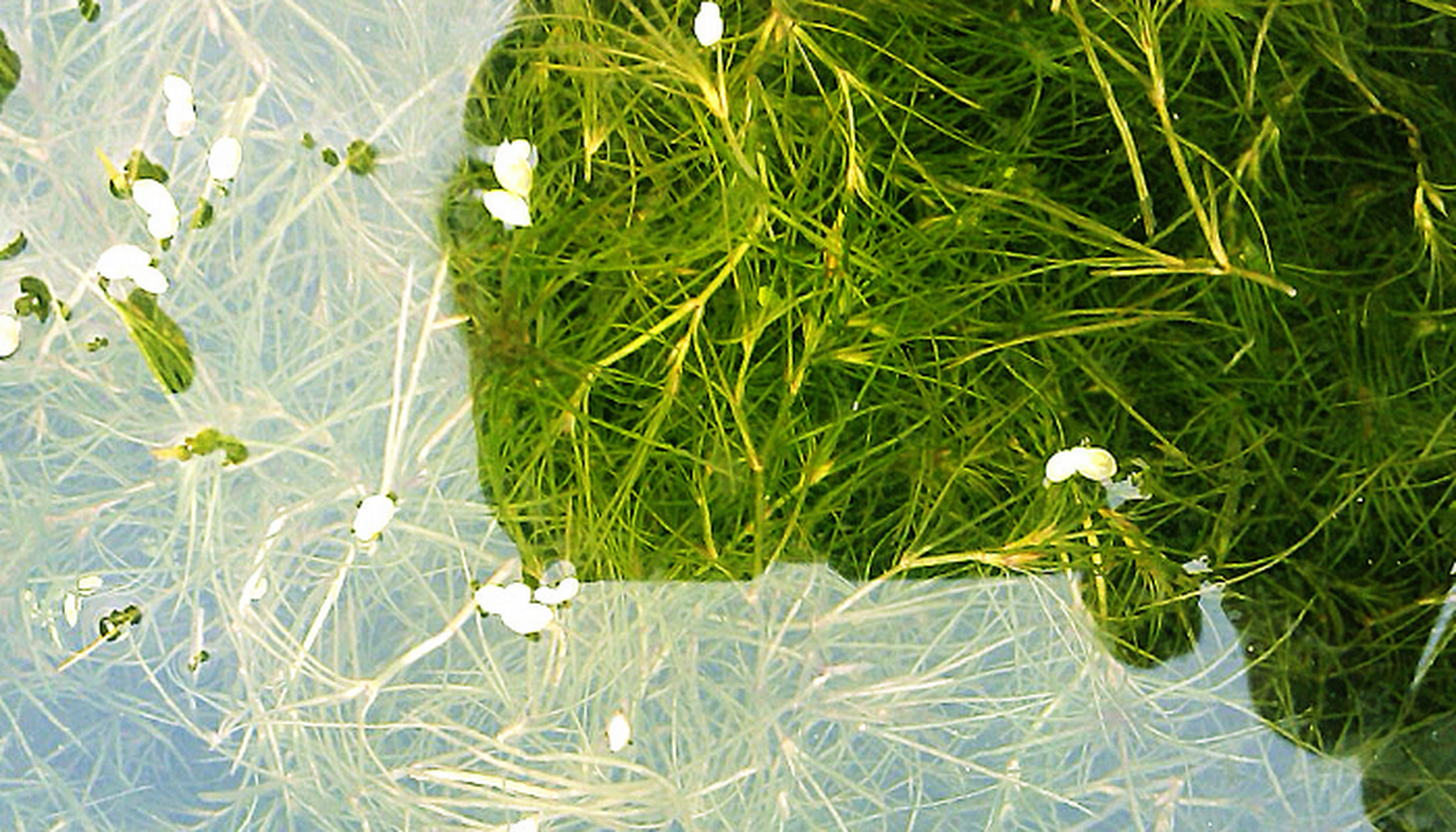 藻类植物 藻类在光合作用下会产生能量,是一种很简单的植物,有27000余