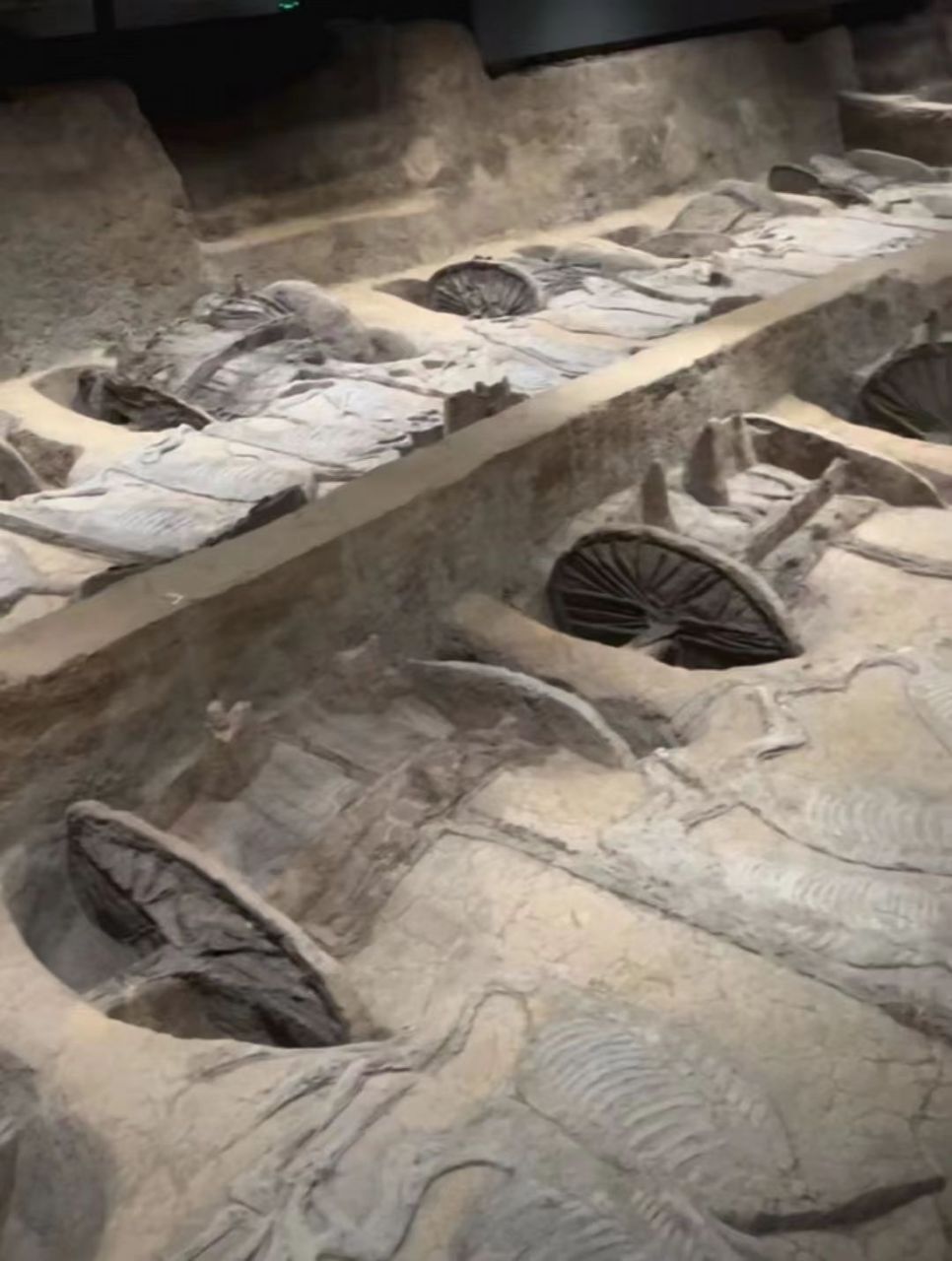 荆州熊家冢战国楚王墓车马坑内发现世界单体最长的车马坑,已清理2/3