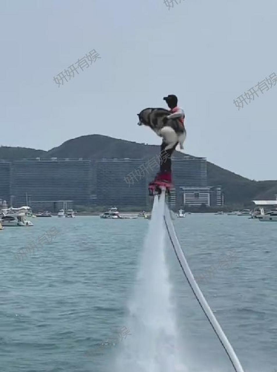 狗:这场战斗让我成为了一只厉害的海狗!