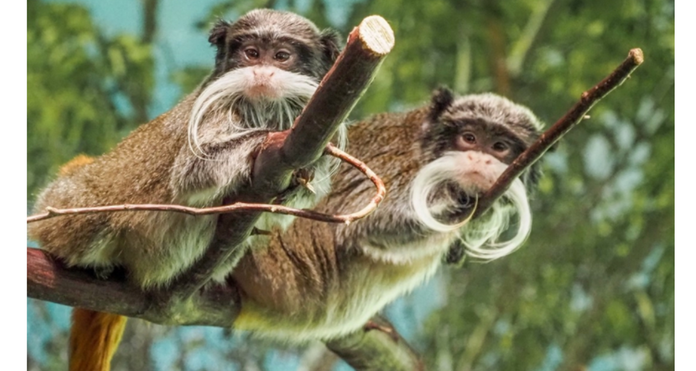世界上最奇怪的动物 皇狨猴 这种生物可以在玻利维亚北部,巴西西部