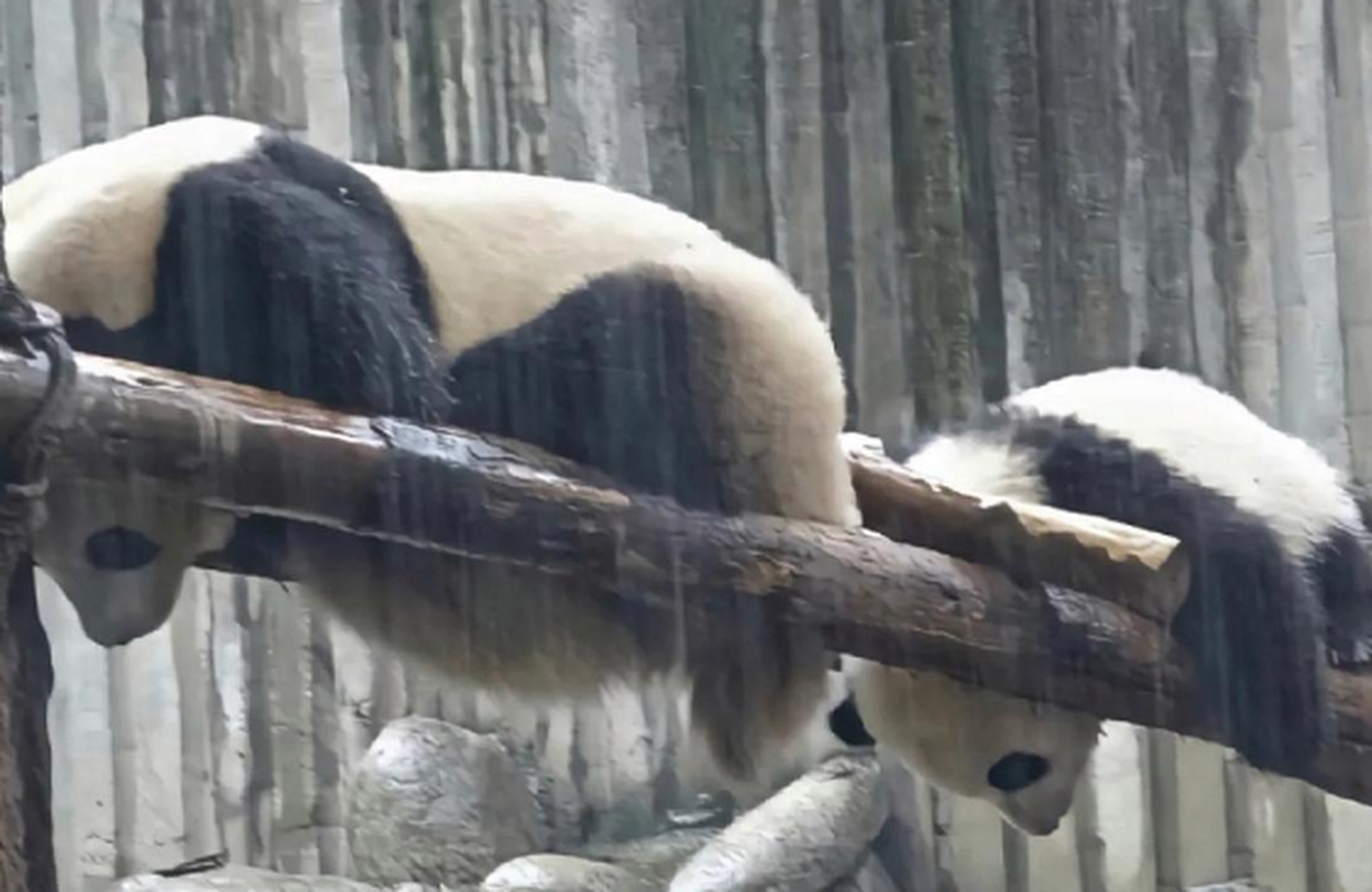 网友:大熊猫的花式躲雨方式,有被可爱到!