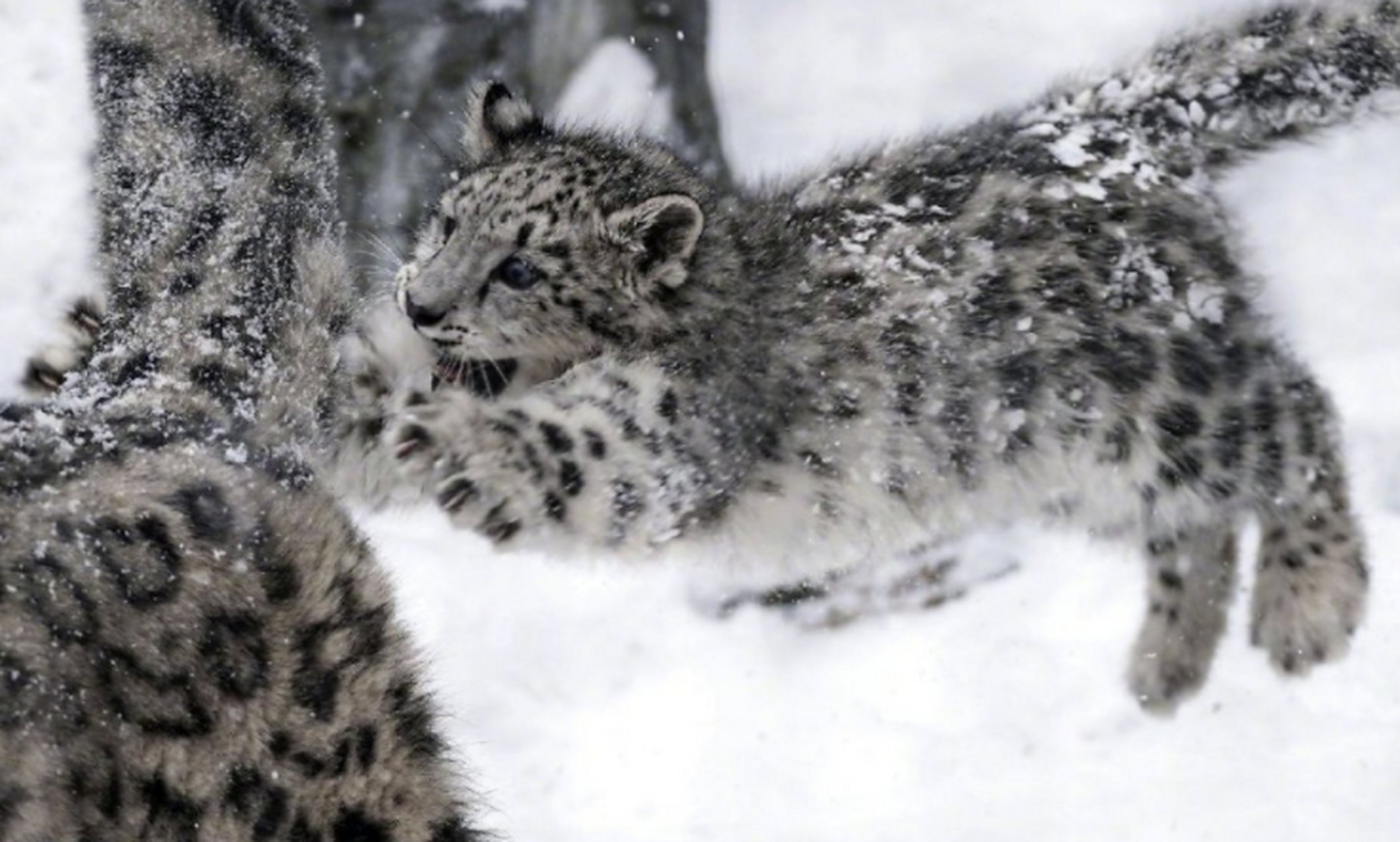 小雪豹想要抓妈妈的尾巴,结果没控制住直接撞pp上了