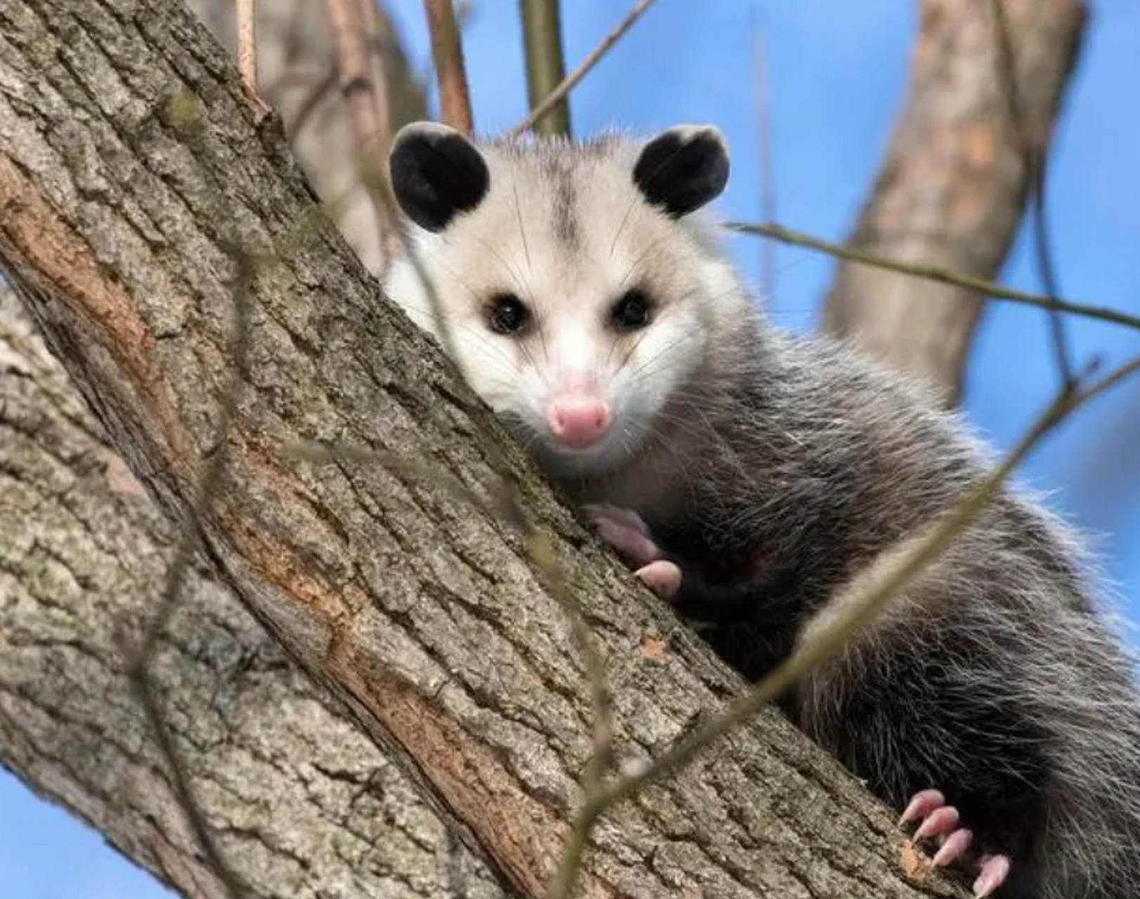 当负鼠感到威胁时,它们会进入一种生理状态,称为"死亡抗议",这种状态