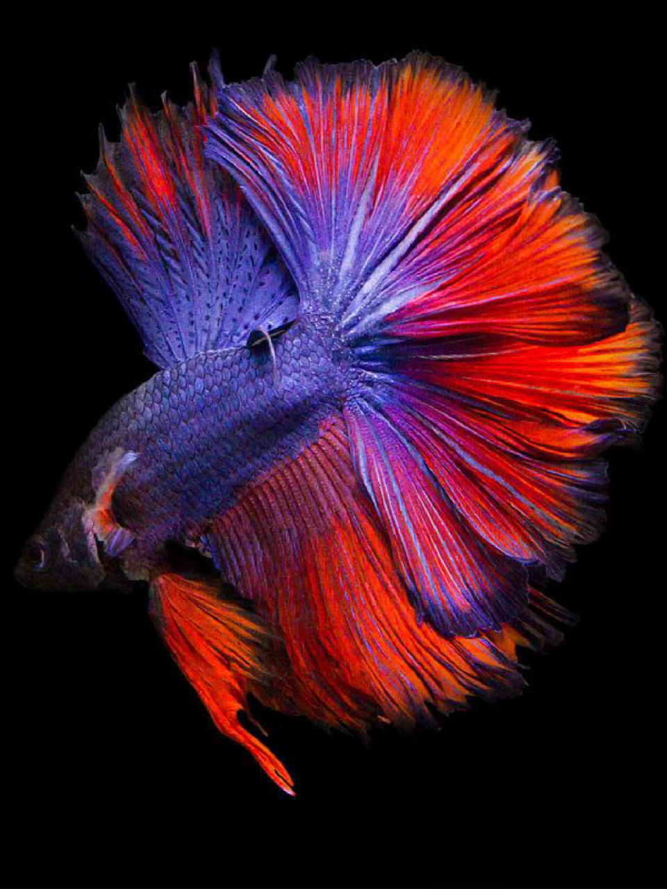 每天陪孩子一起瞧动物 名称:五彩搏鱼 别名:泰国斗鱼,暹罗斗鱼,彩雀鱼