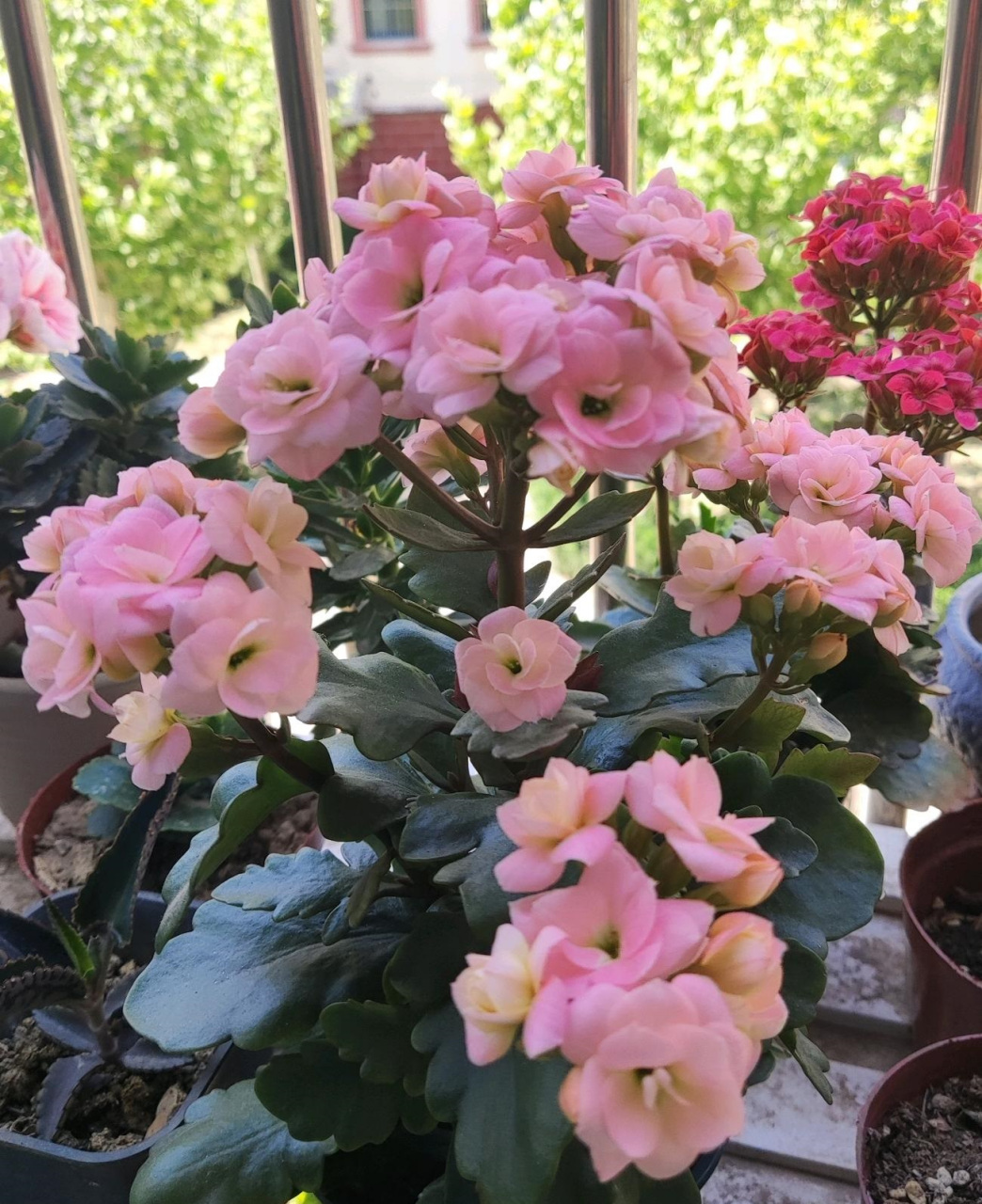 长寿花"维罗纳"开花的样子(也叫维纳斯,七彩祥云),中小型品种,特别爱