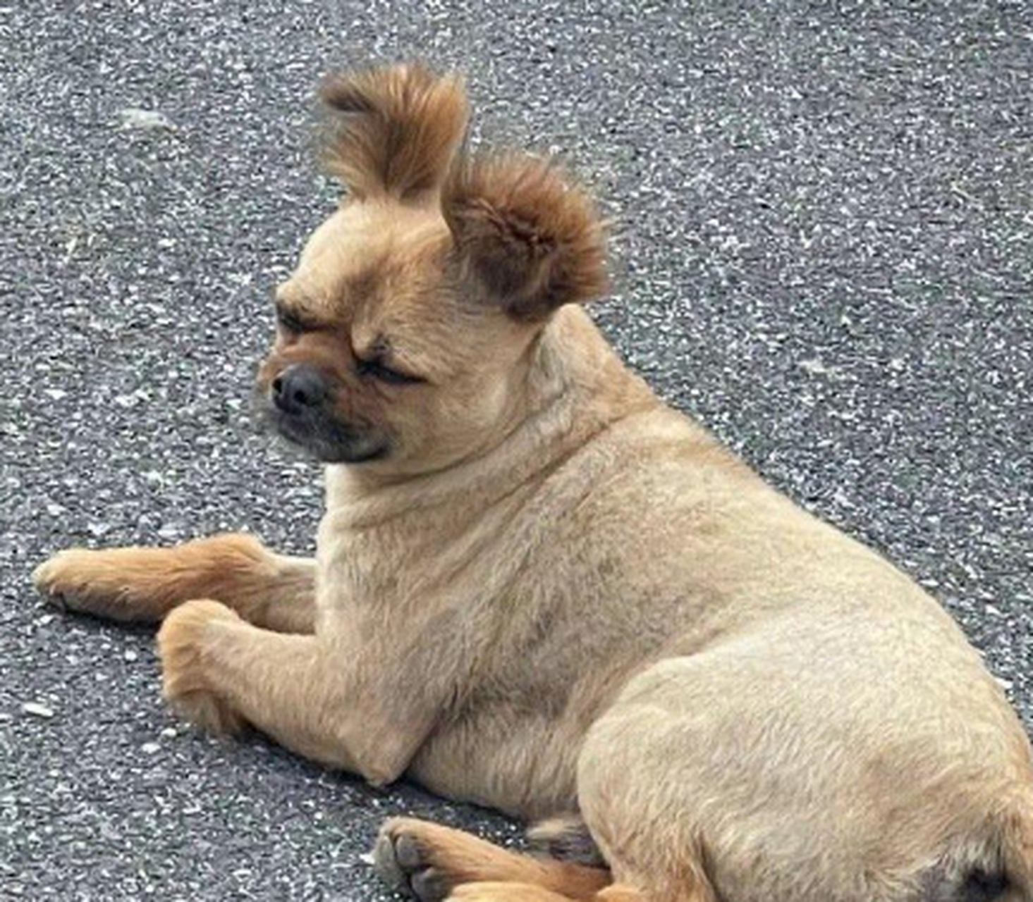 狗子:好炫酷的发型,我就是这条街最靓的仔了.