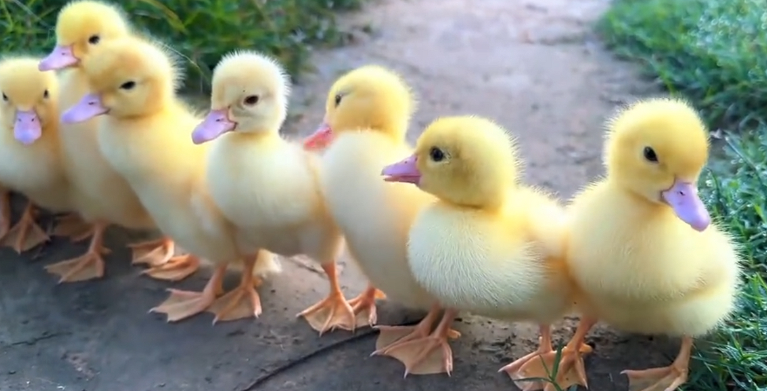 猫咪看护这一群小鸭子