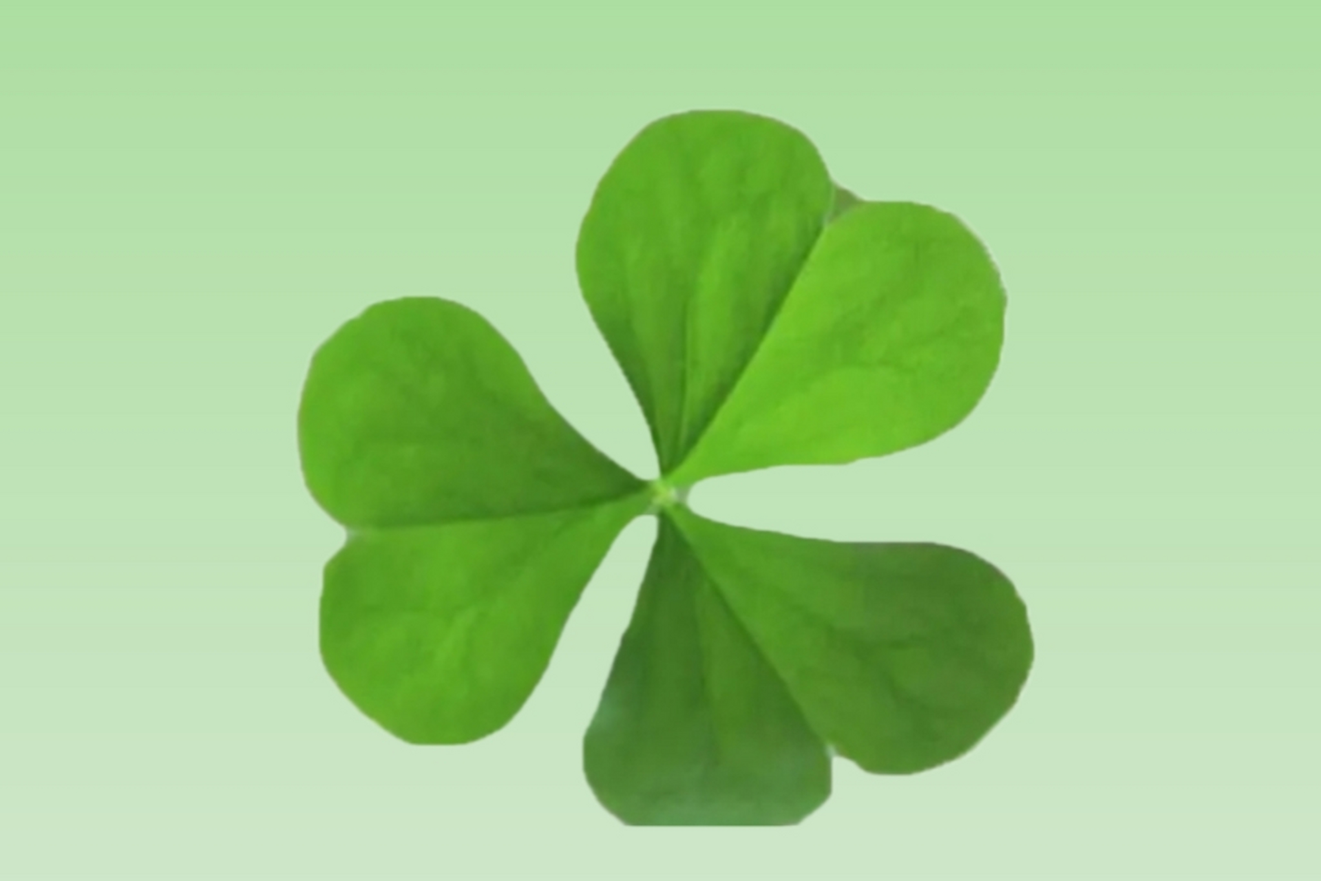 【清新唯美】 传说, 在三叶草中,找到四片叶子的,就是幸运草, 将会有