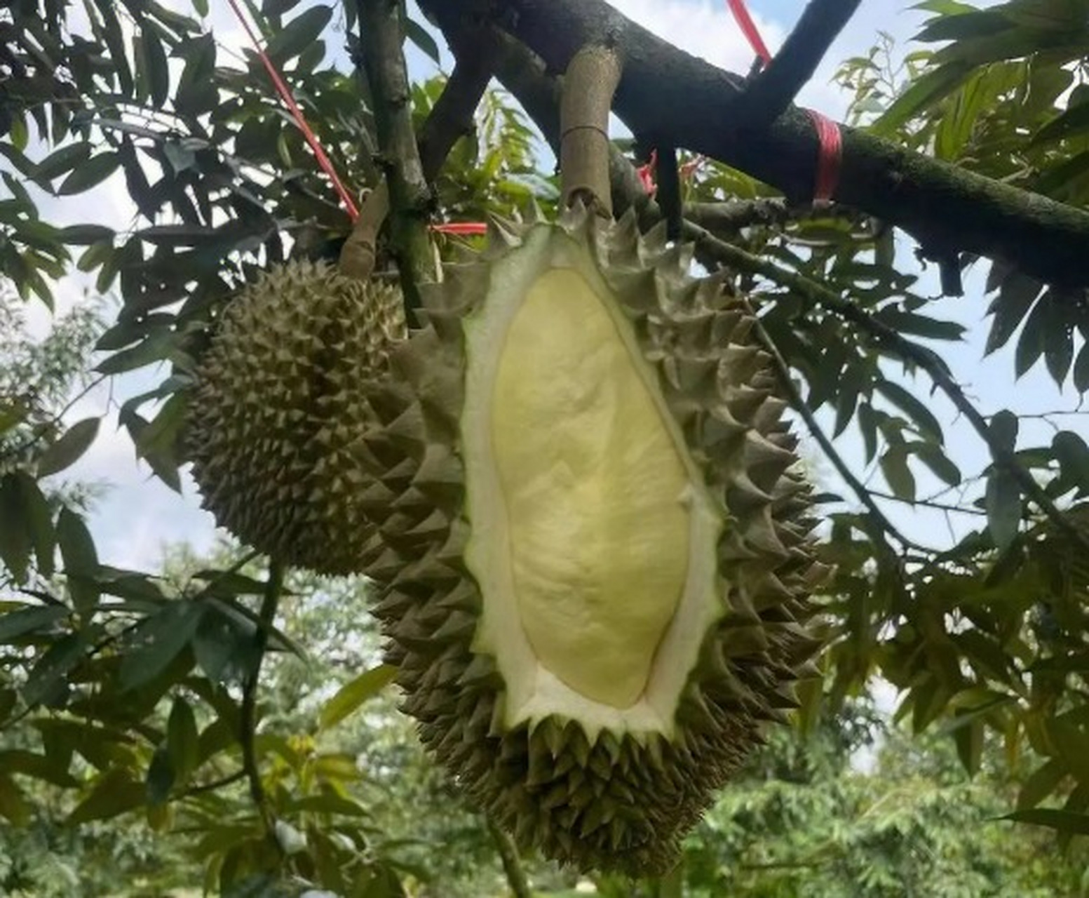 国产榴莲迎来首次上市,可实现"树上熟"  近日,国产榴莲在海南三亚上市