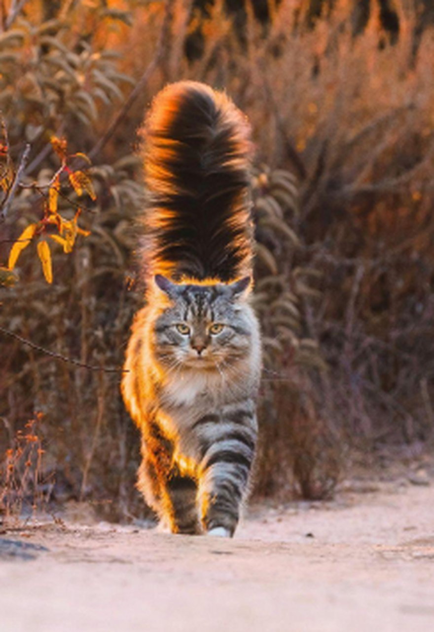 这是什么品种的猫?尾巴怎么这么长.