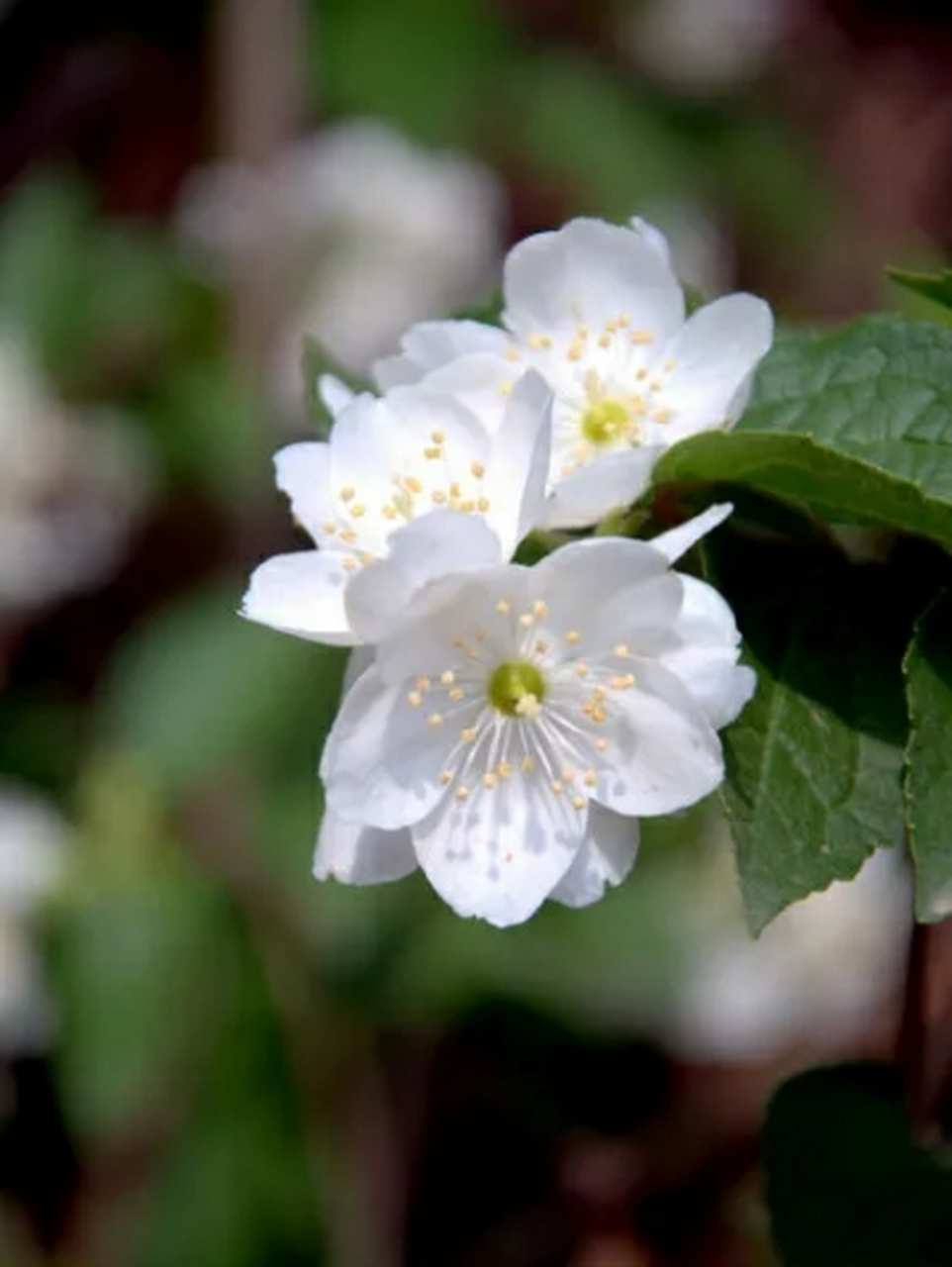 热榜之我见# 有的叶子在秋季也是绿色的,且看山梅花之美:花语一般都