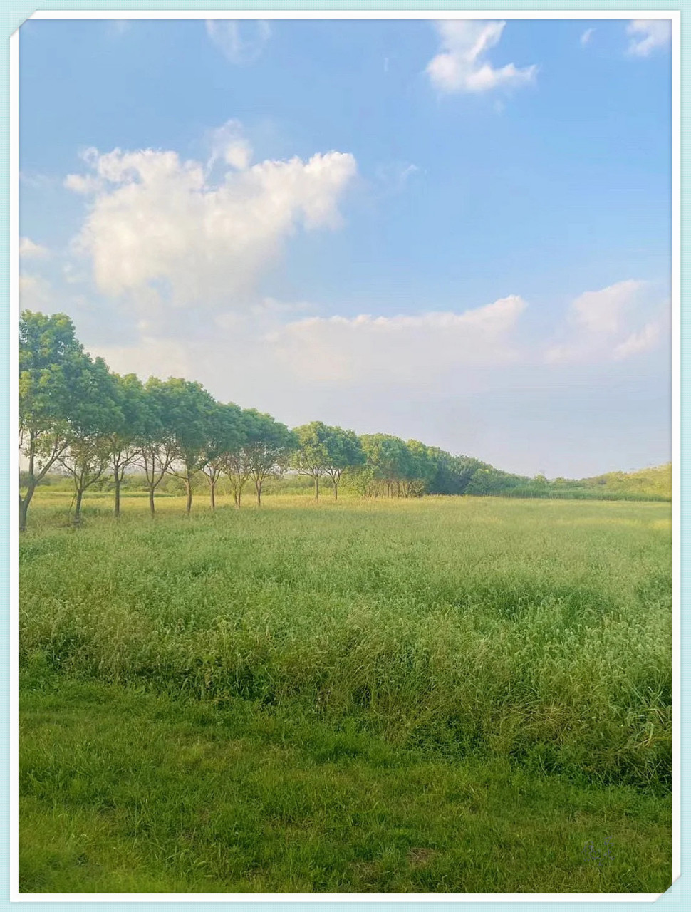 合肥牛角大圩风车花海,一个充满魅力的遛娃胜地,如此美景怎能错过!