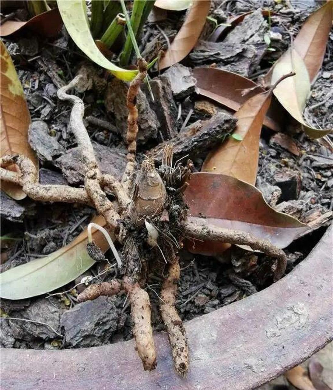 兰花的假鳞茎也俗称芦头,位于兰花叶片和根系的交接处,也就是我们叶片