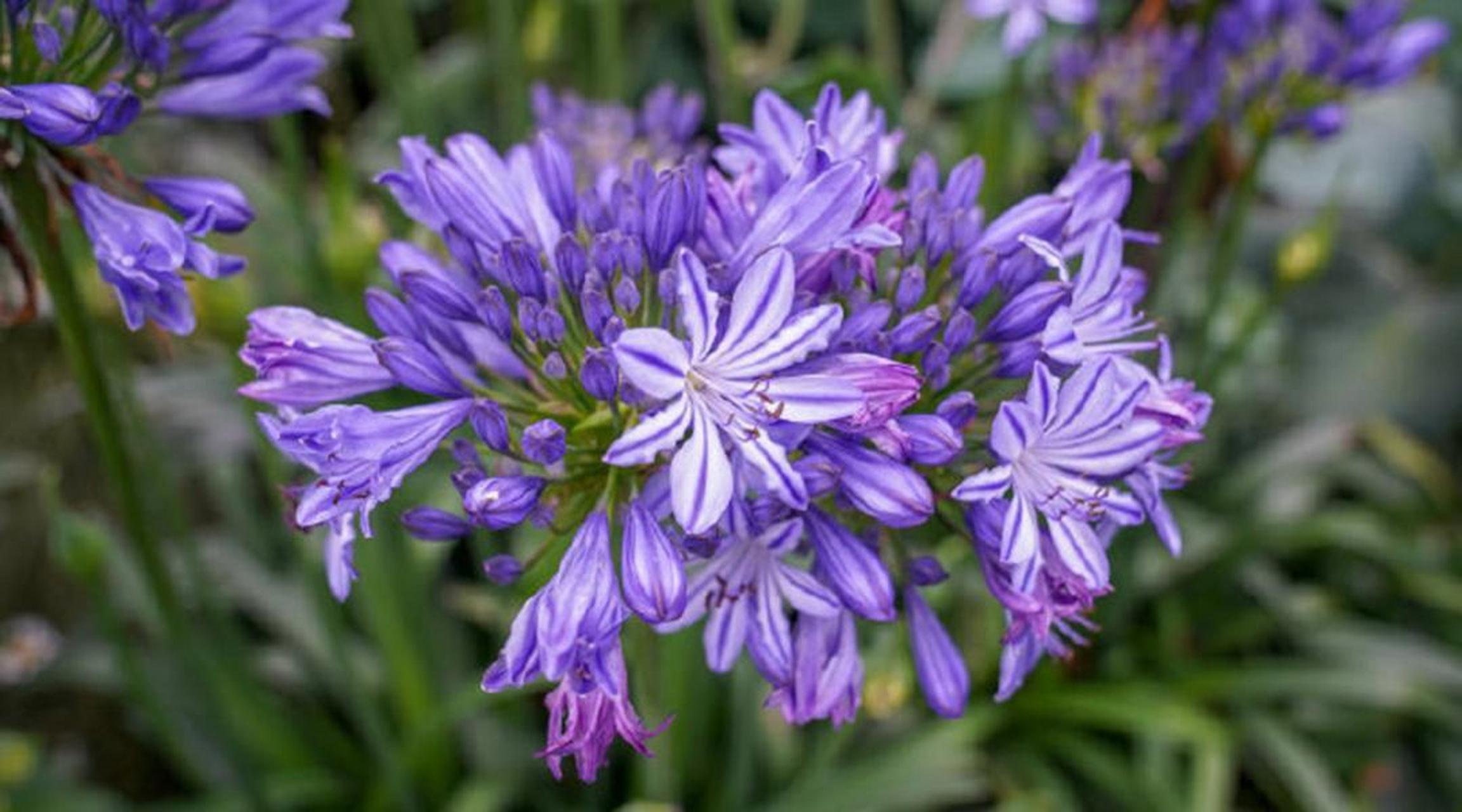 像烟花绽放般的淡蓝色聚伞花序,你遇到爱情的感觉一定是它这样,心里