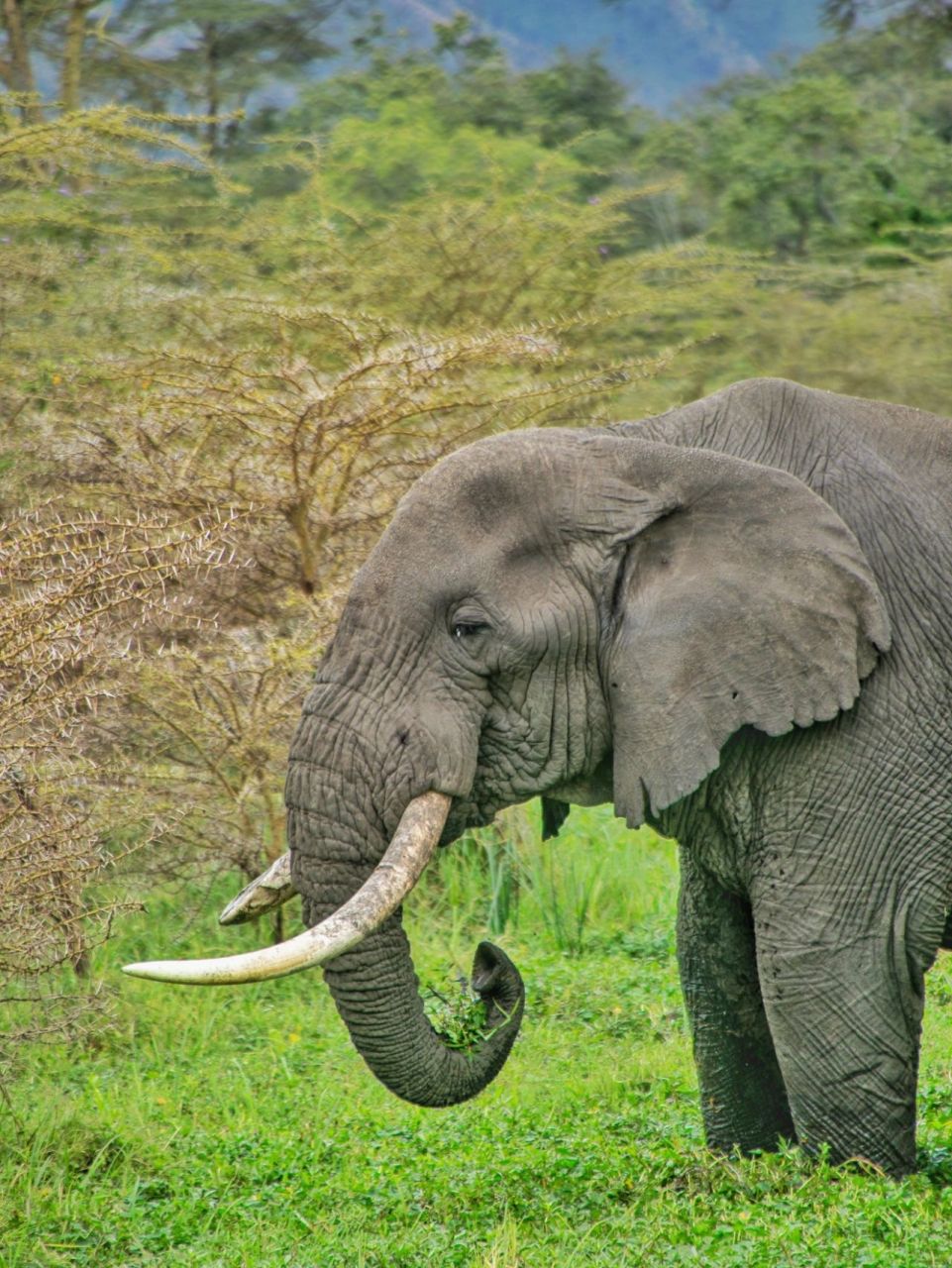 大象大象你的鼻子怎么这样长  原创拍摄于2016 坦桑尼亚塞伦盖蒂