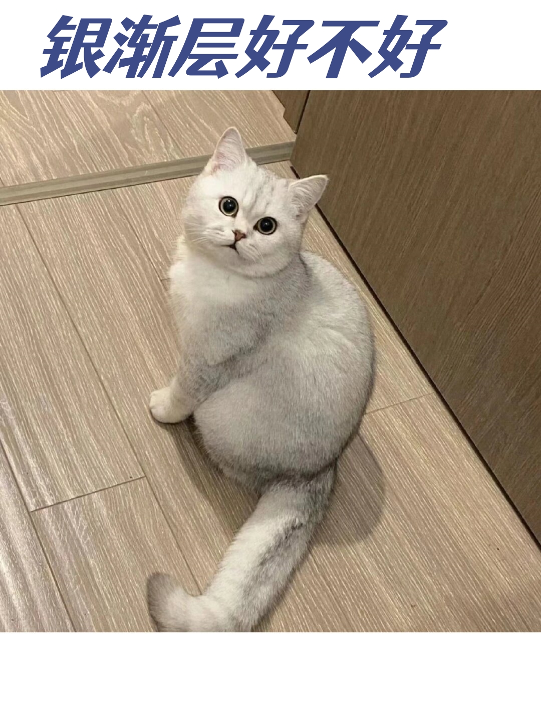 银渐层是英国短毛猫的一种,因其独特的毛色和性格受到