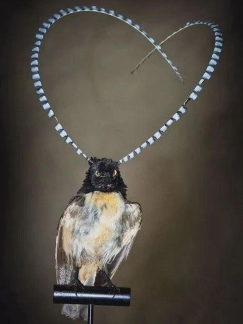 有着超长头饰的鸟 中文名:   【萨克森极乐鸟】 拉丁学名:pteridop