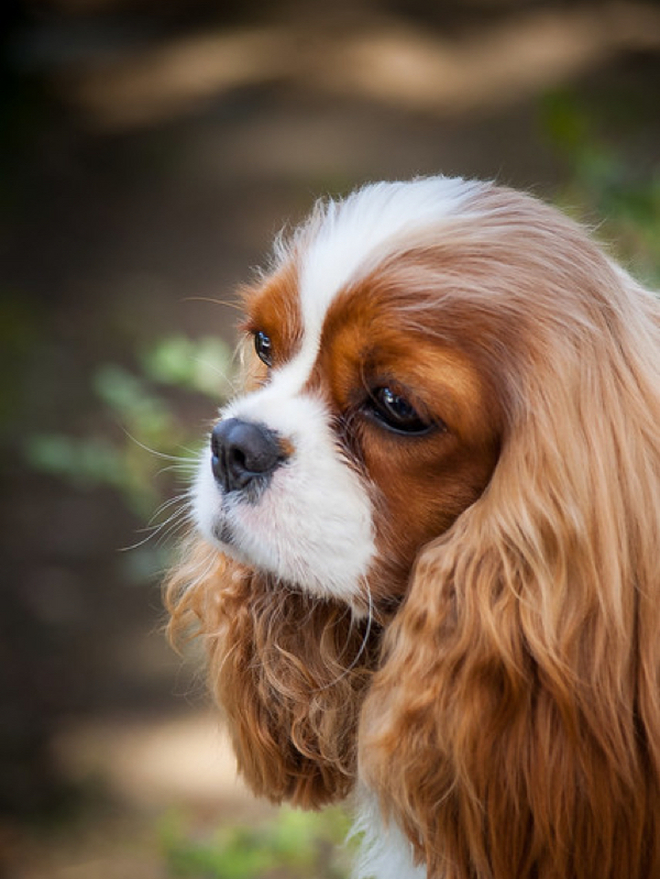 克里小猎犬图片