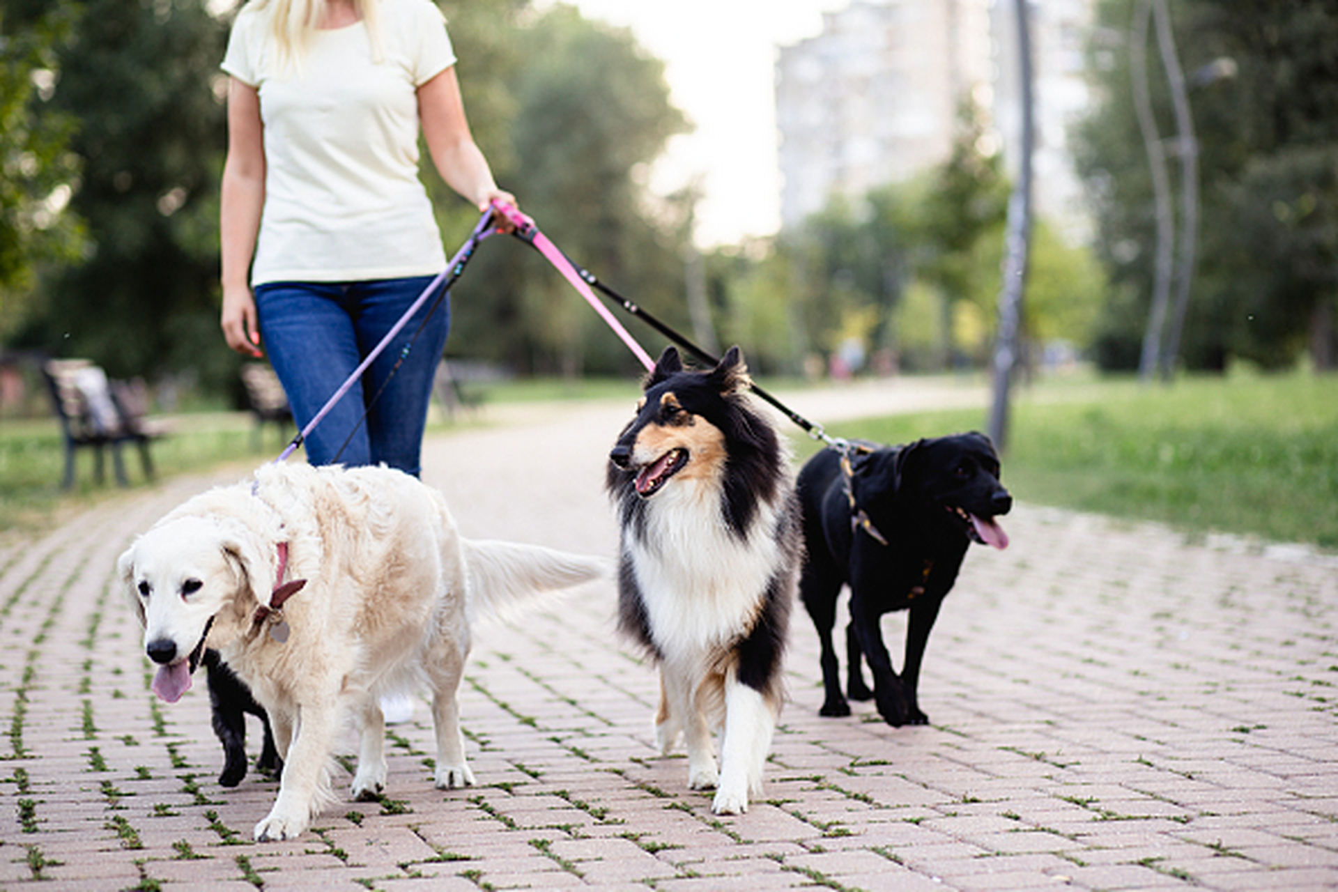 兼职网# #兼职副业# #遛狗# 超级实用的副业兼职——遛狗 现在经济