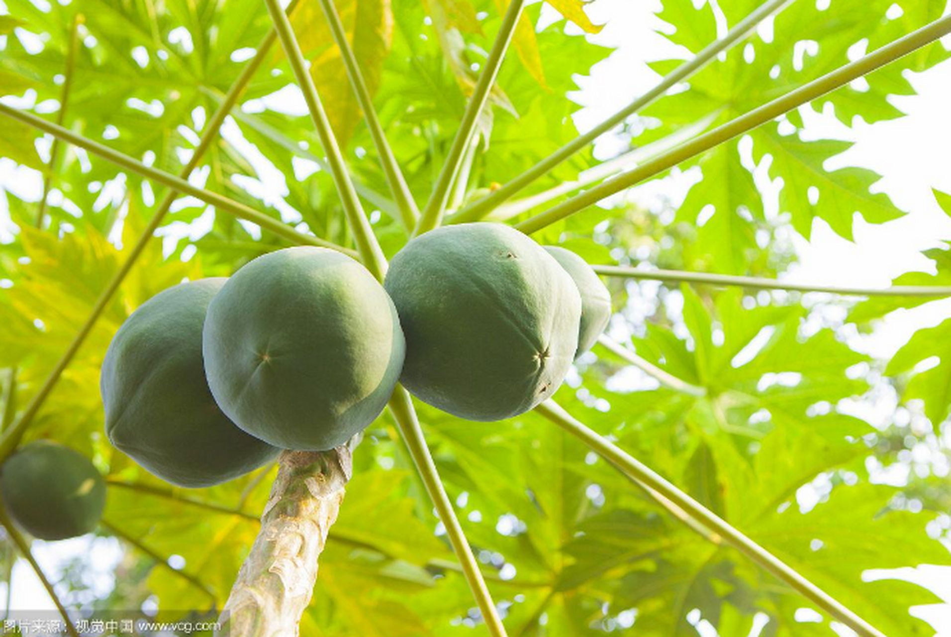 木瓜为蔷薇科落叶灌木植物木瓜的成熟果实