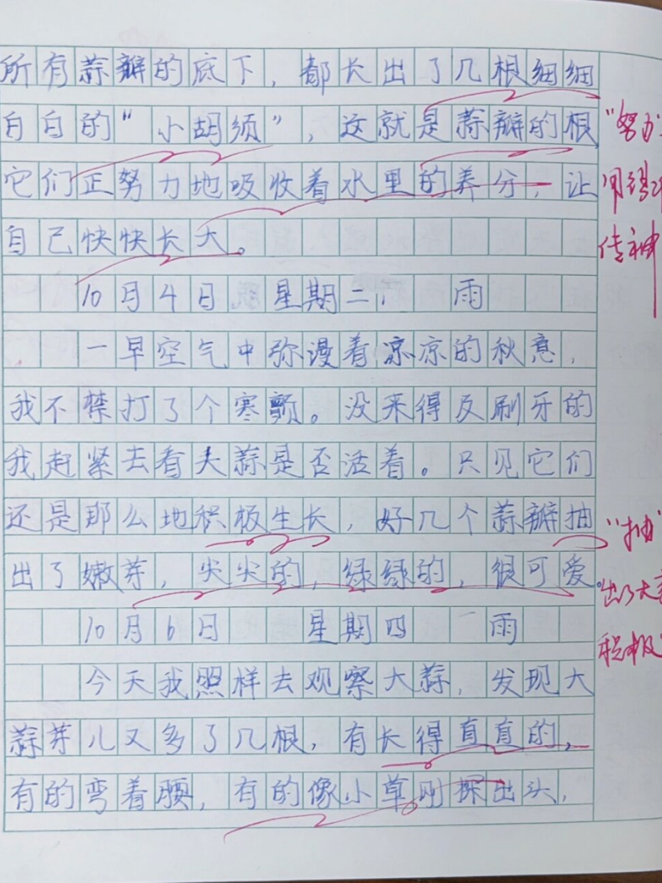 观察日记300字植物大蒜(观察日记300字植物大蒜怎么写)