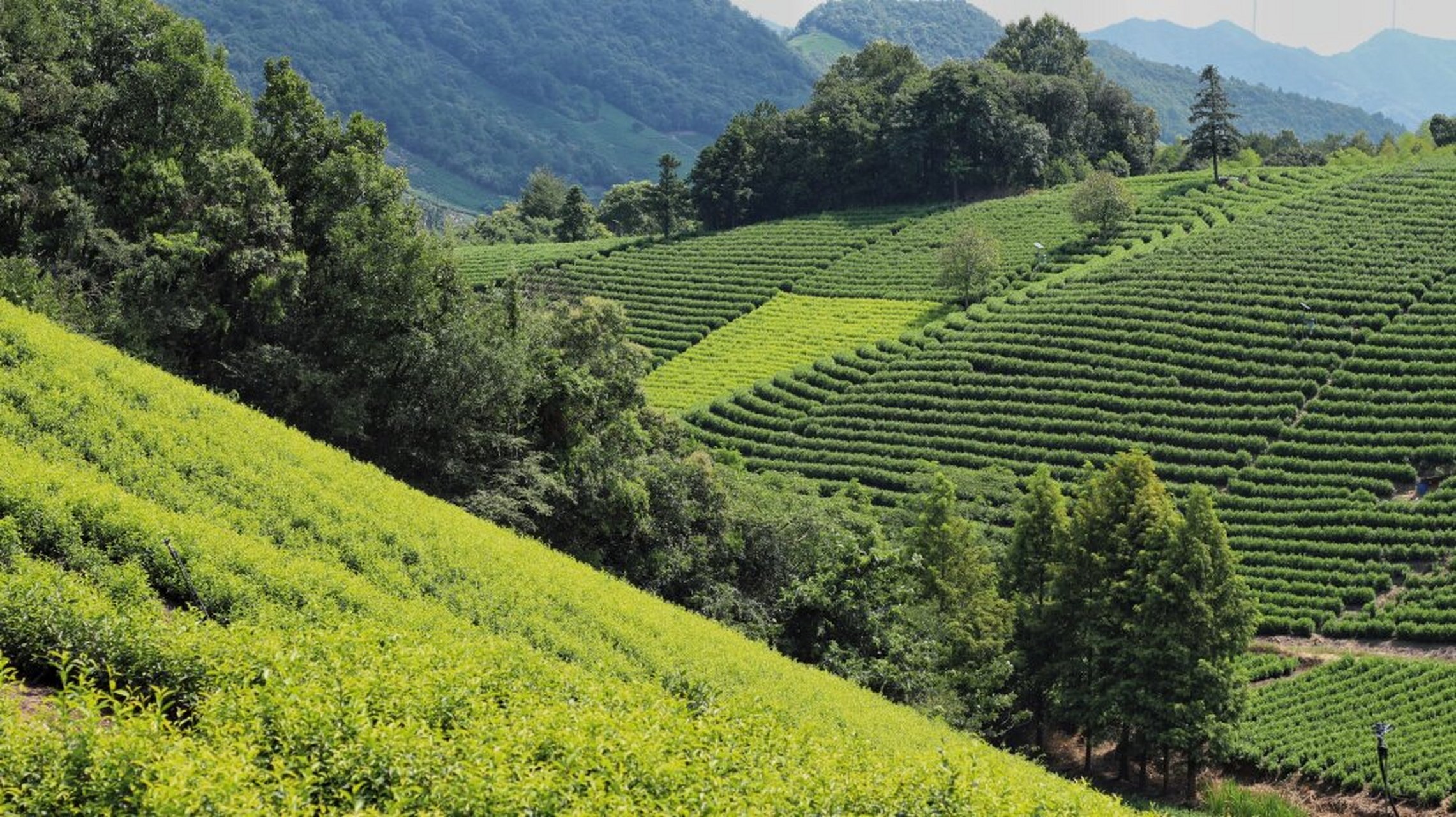 江浙沪夏日小森林:安吉万亩茶园  导航到安吉白茶观景平台,本以为会是