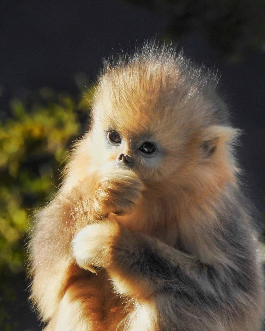 金丝猴——同样是猴子,为何金丝猴如此可爱 金丝猴97(拉丁学名