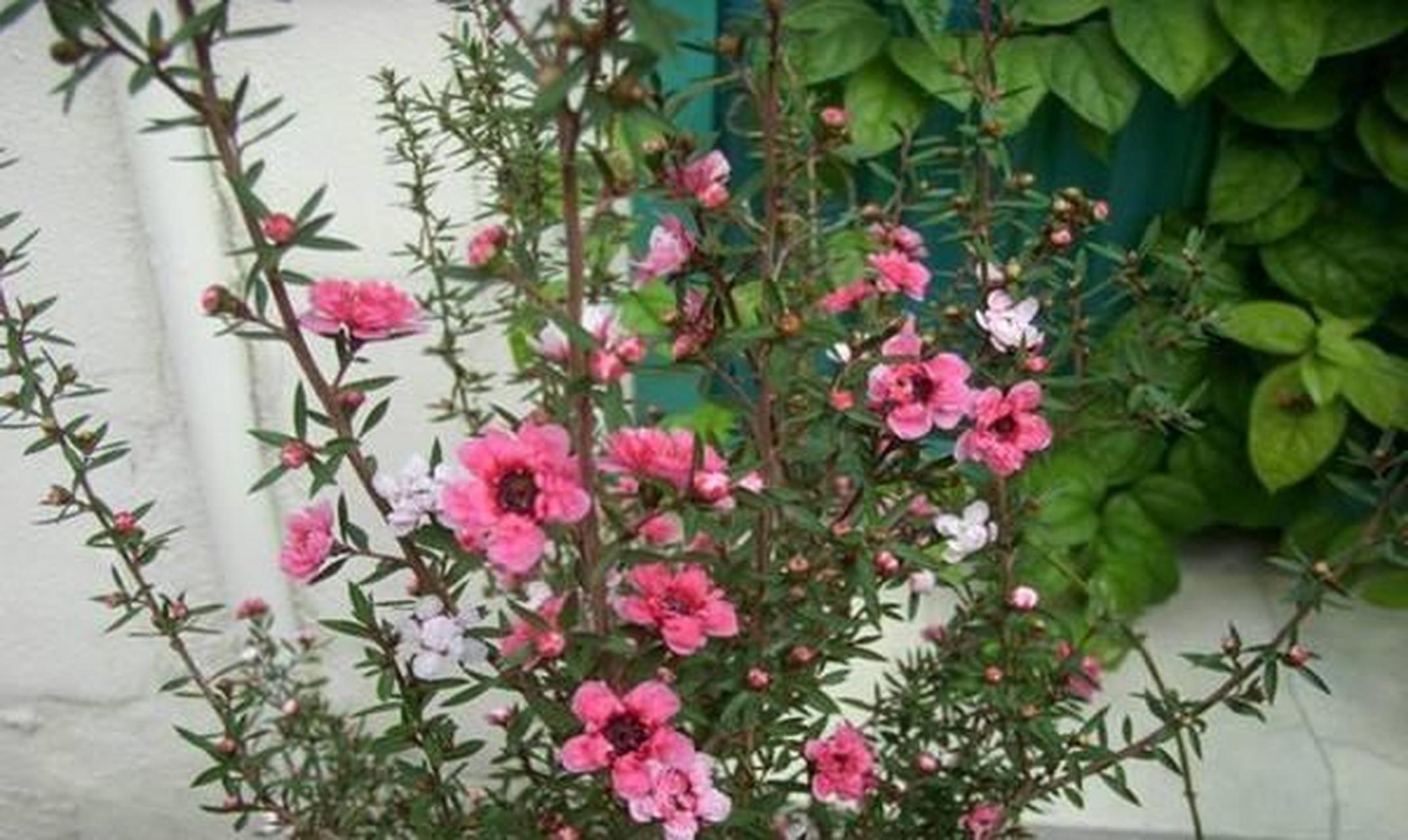 年宵花里的"松叶牡丹"——松红梅 松红梅属于桃金娘科,常绿小灌木