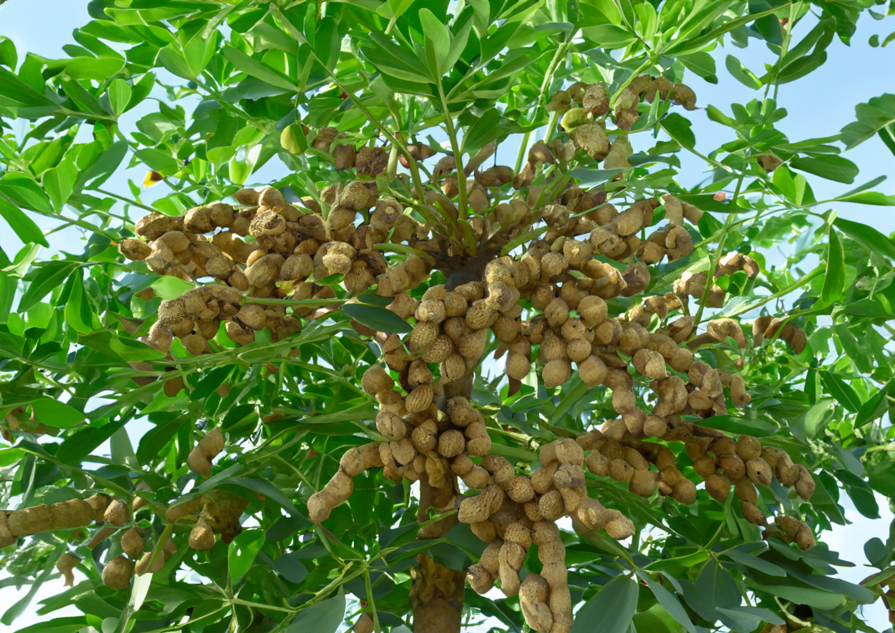 大树花生果实图片图片