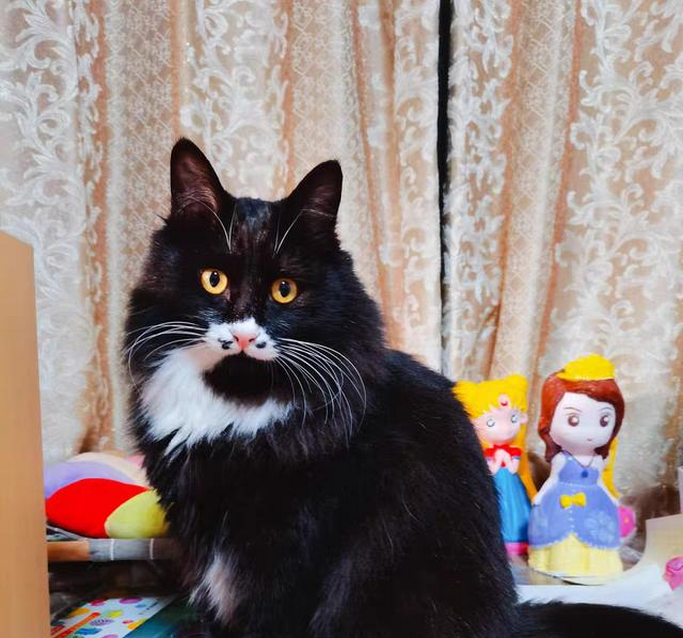 后来就在宠物店老板的安利下试了许愿仔猫粮,从开始买它之后就再也没