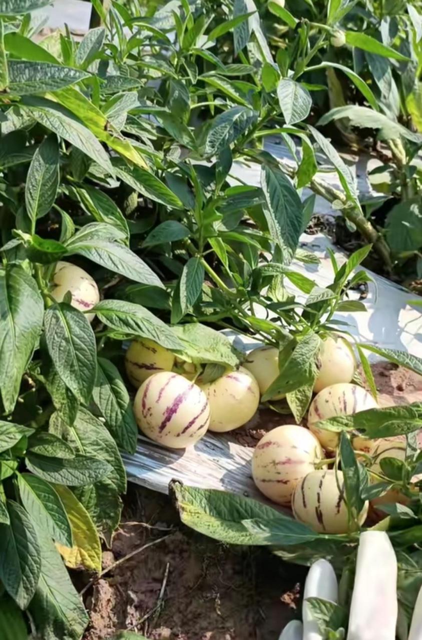 网友:来乡下我二舅家地里看到,以前我以为人参果长在大树上,这么一看