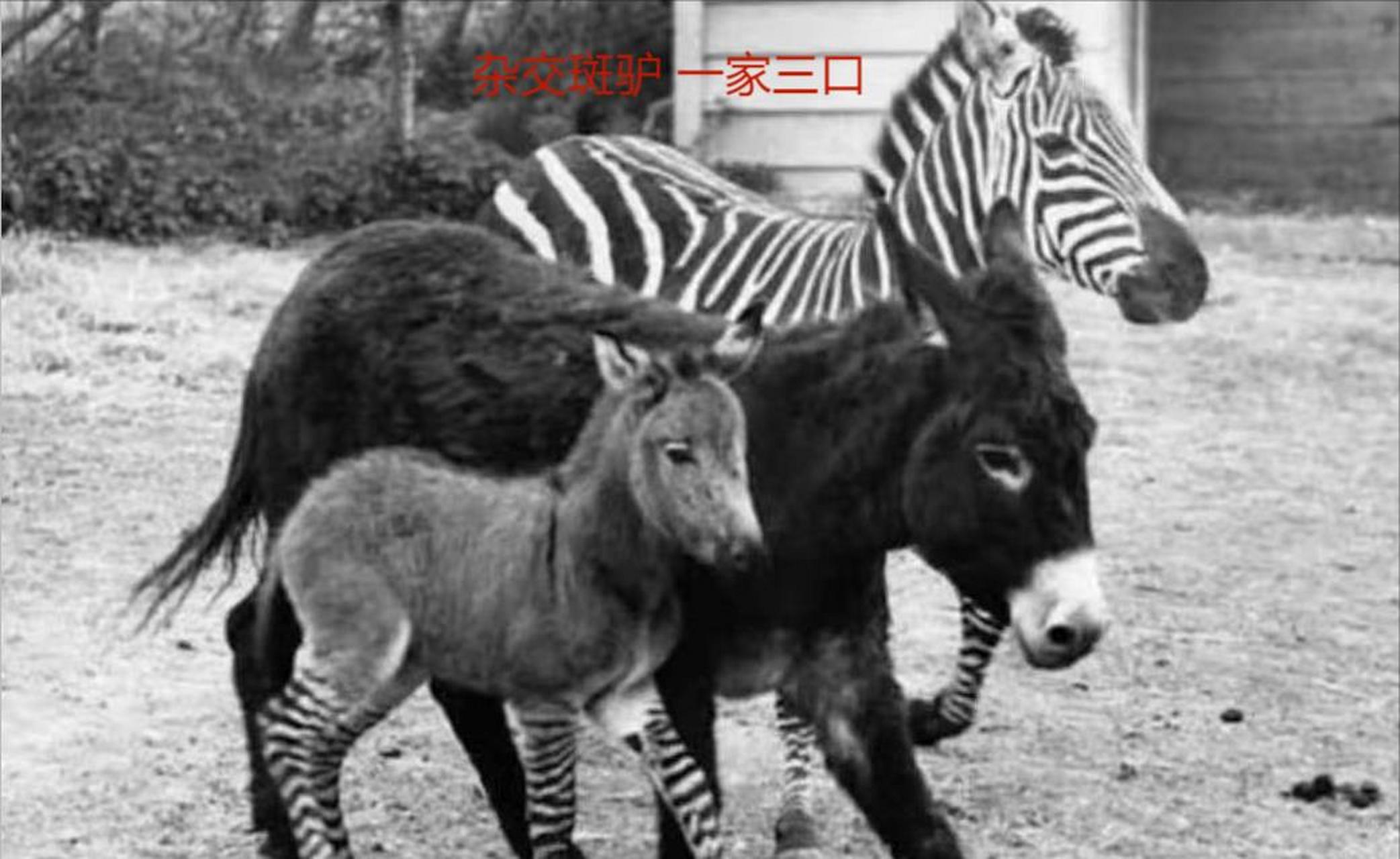 驴和斑马也能杂交?