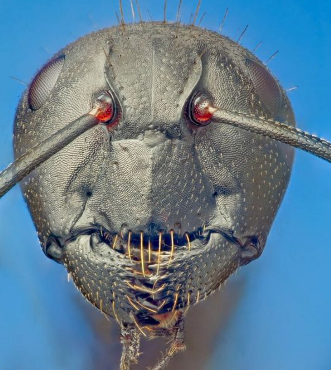 这是蚂蚁的高倍放大的脸,近距离拍摄