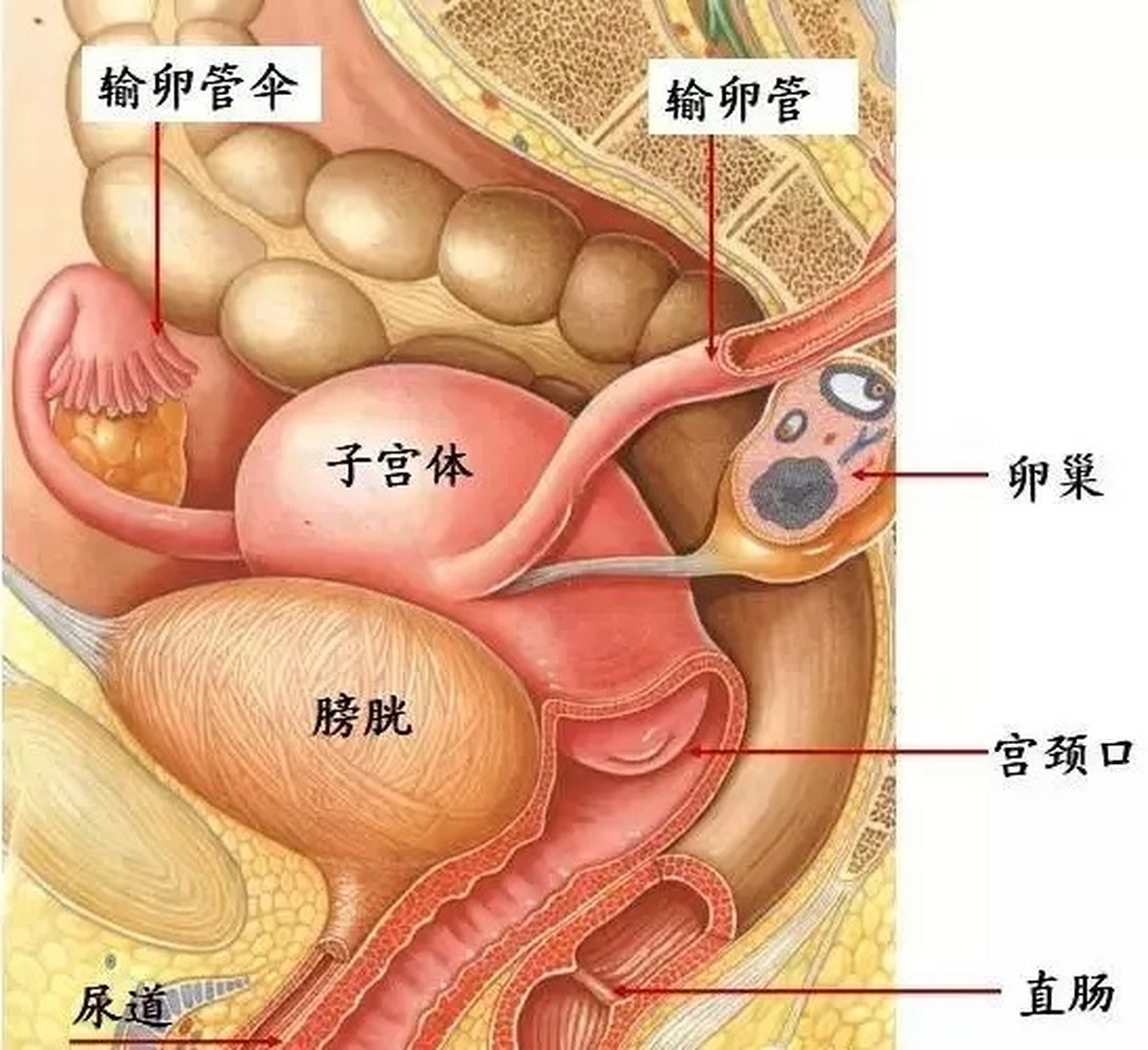 子宫位置在哪?