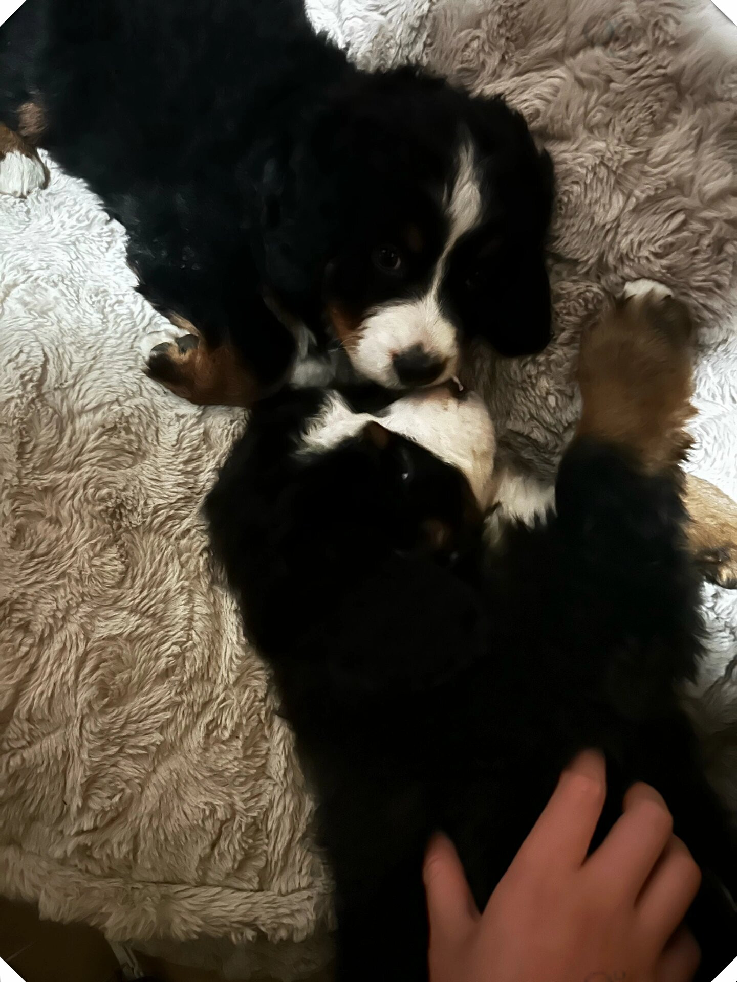 伯恩山犬这个看似温顺的大个子其实内心住着一只顽皮的小狐狸