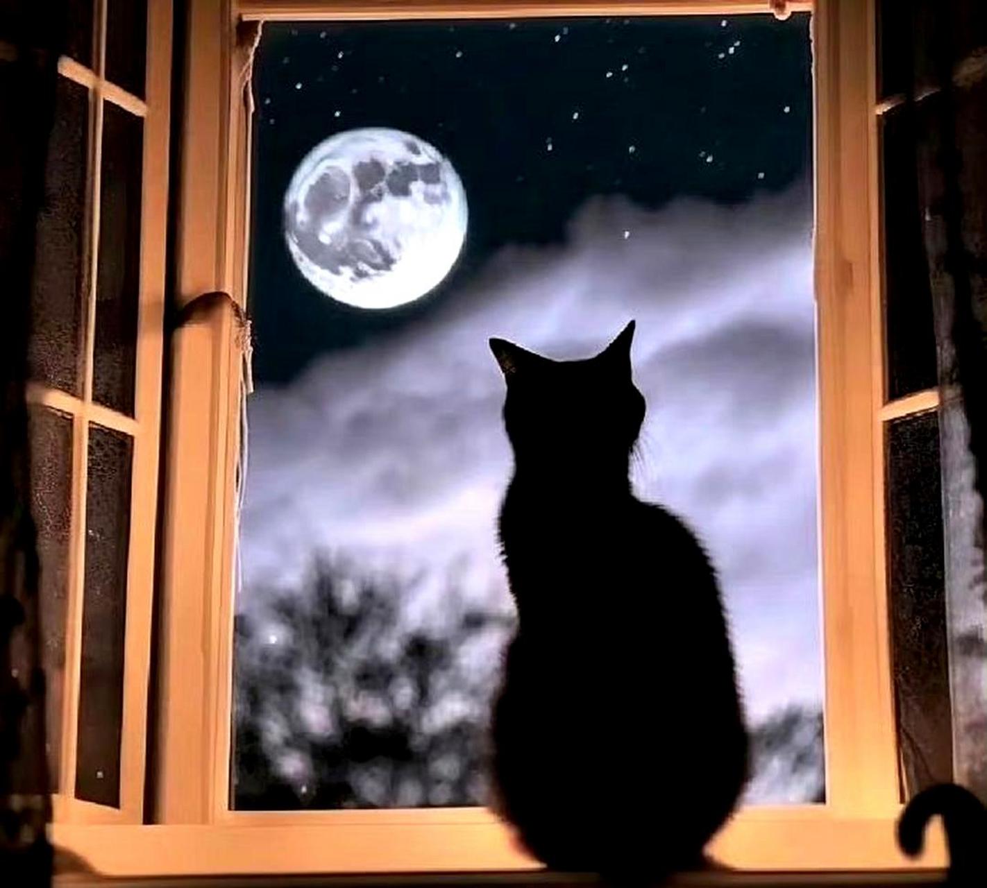 岁月虽苦,但窗外的月亮依然清圆.