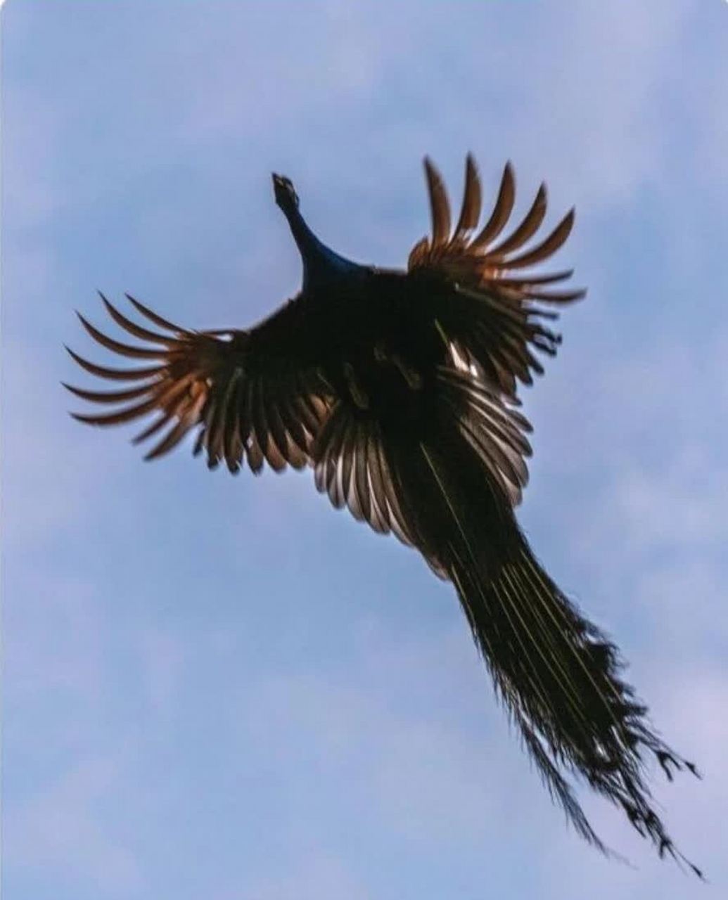 翱翔天际的孔雀,真是场视觉盛宴!如彩虹展翅,炫目夺目.