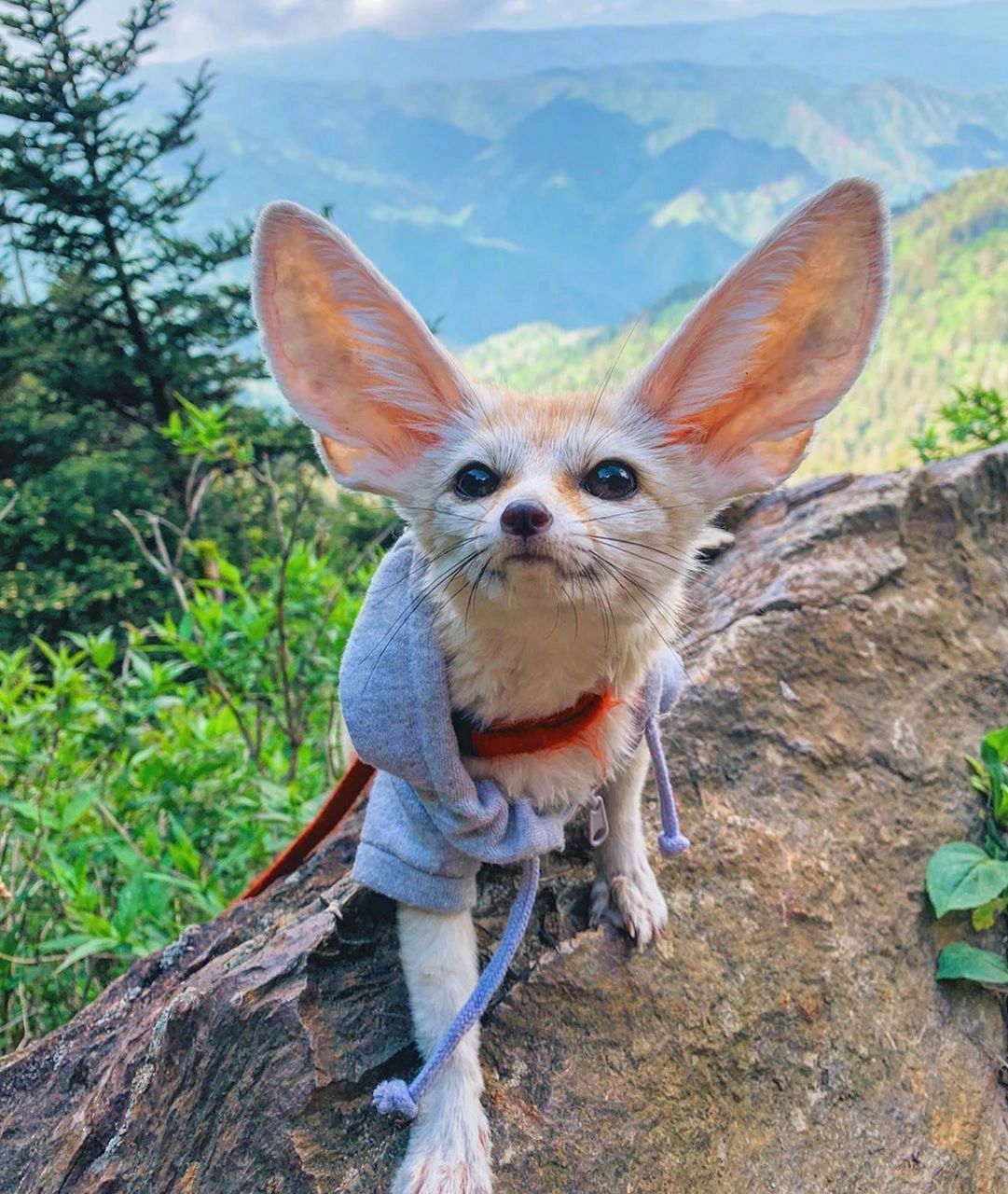 疯狂动物城芬尼克—耳廓狐 耳廓狐(学名:vulpeszerda) 在《疯狂动物城