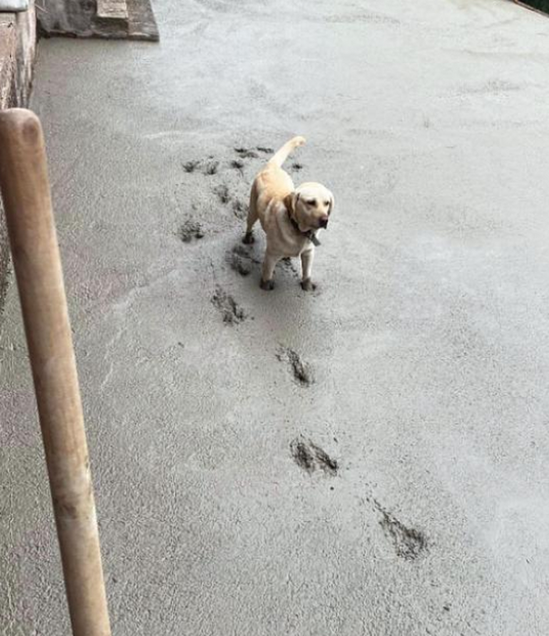 狗踩水泥路图片