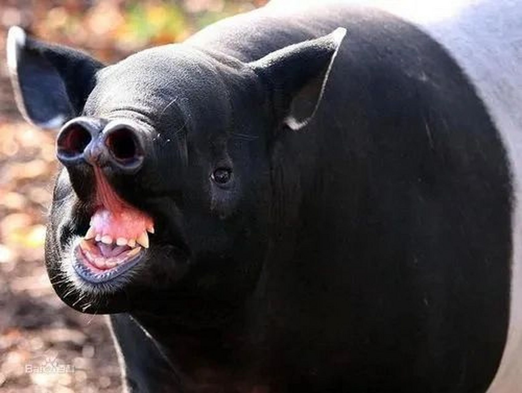 为啥它穿个马甲 而且它的孩子和它长得一点也不像 马来貘 最大的一种